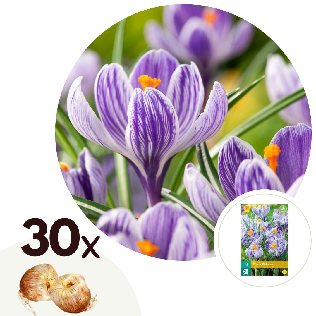Krokusbollen - Set van 30 - Crocus'Pickwick'- Bloembollen - Paars afbeelding