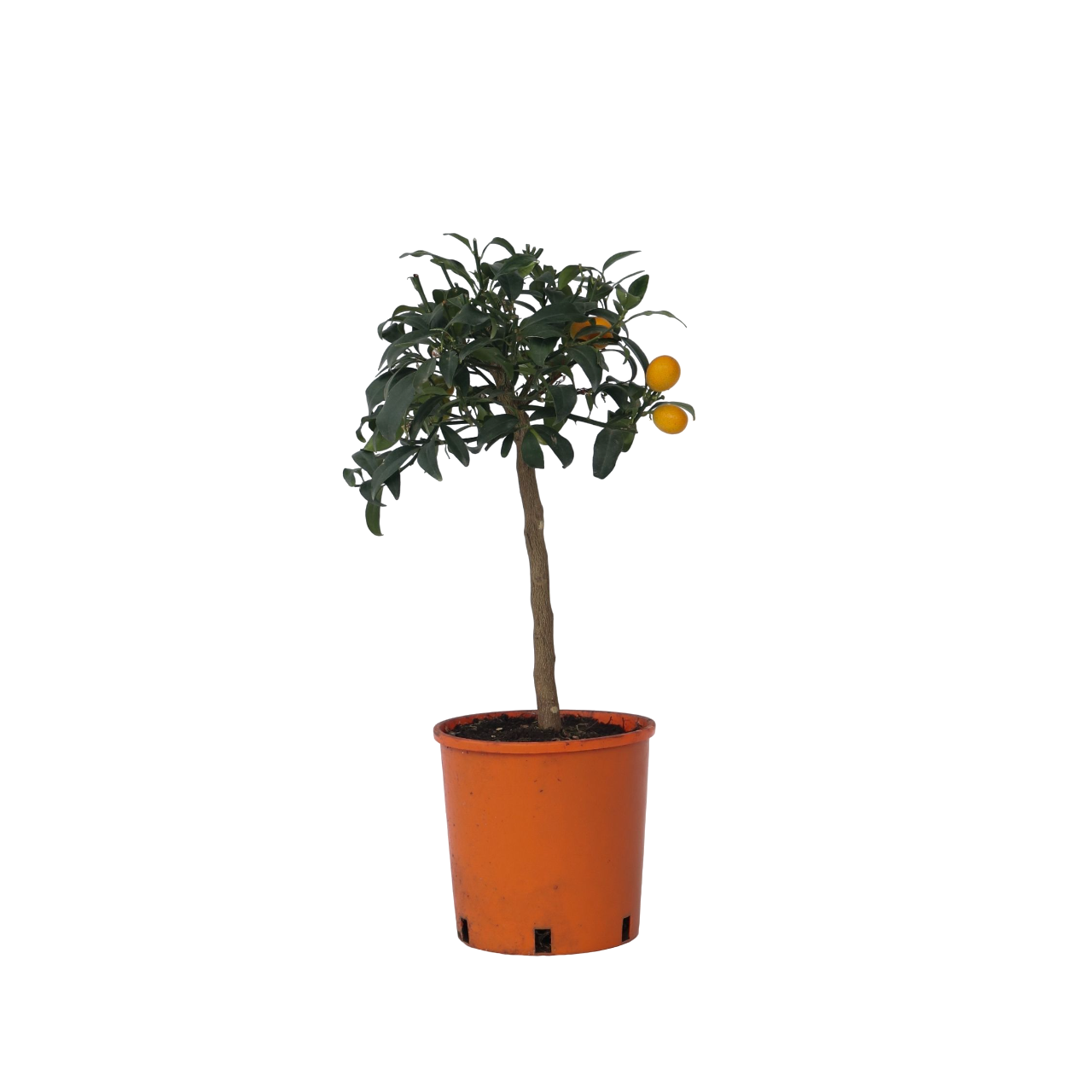 Sinaasappelboom - Set van 2 - Citrus microcarpa Kumquat - Hoogte 50-60cm -⌀19cm afbeelding