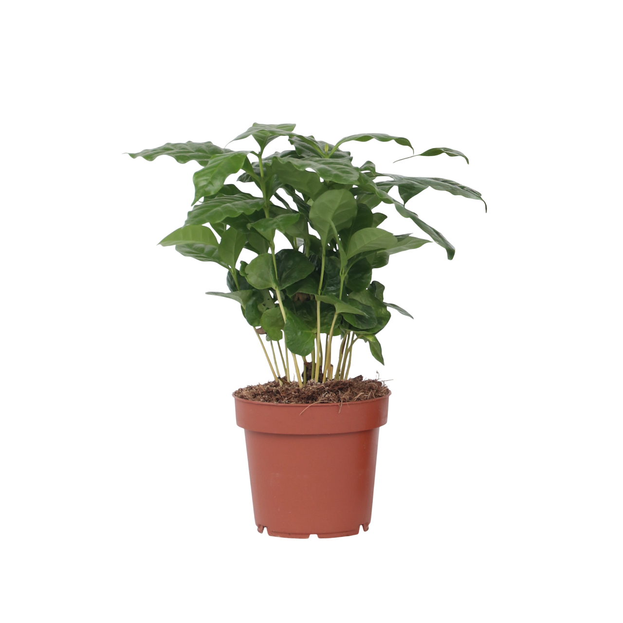 Koffieplant - Coffea arabica - Hoogte 25-40cm -⌀12cm afbeelding