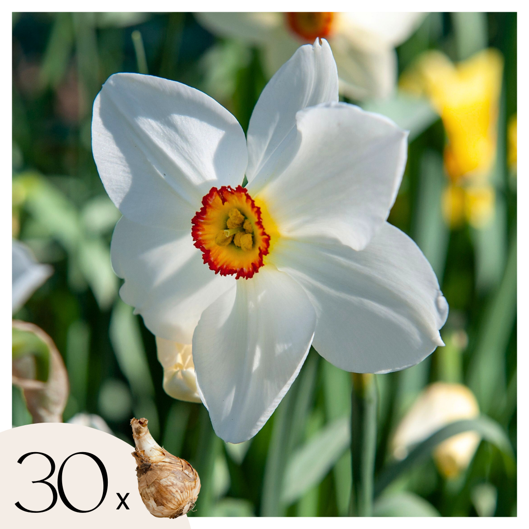 Narcissen - Set van 30 - Narcissus'Recurvus'- Bloembollen - Wit afbeelding