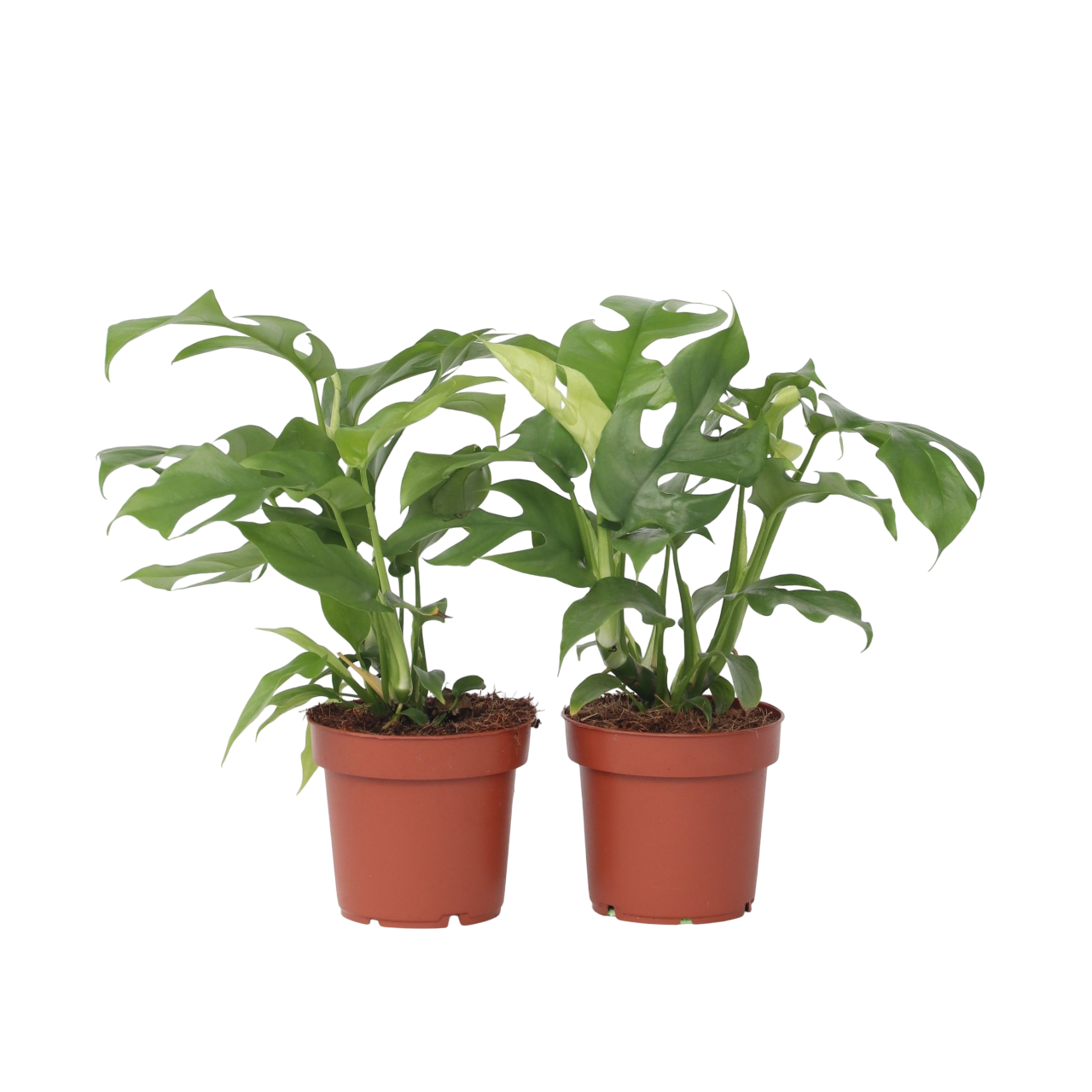 Monstera Minima - Set van 2 - Rhaphidophora tetrasperma - Hoogte 20-30cm -⌀12cm afbeelding