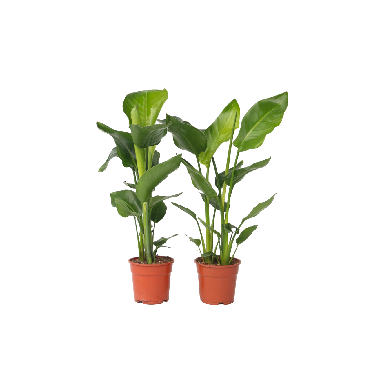 Paradijsvogelplant - Set van 2 - Strelitzia nicolai - Hoogte 55-70cm -⌀17cm afbeelding