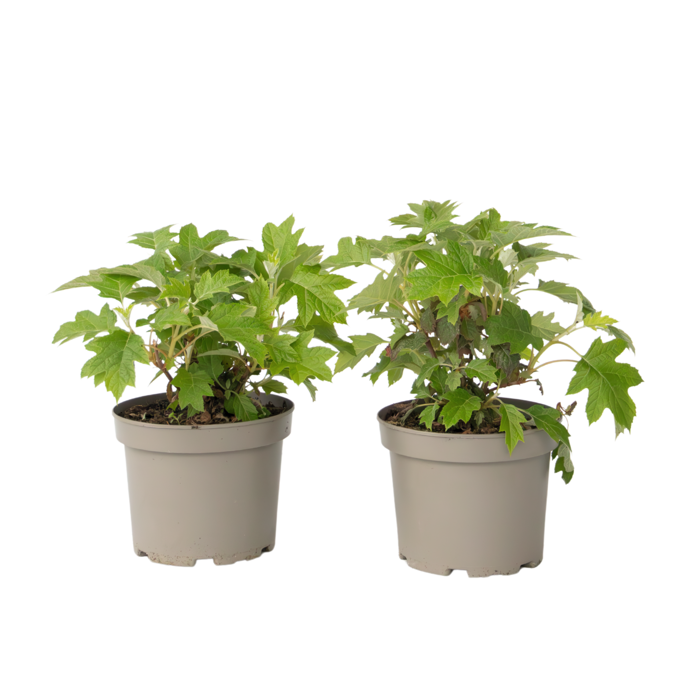 Hortensia - Set van 2 - Hydrangea'Toy Soldier'- Hoogte 25-40cm -⌀19cm afbeelding
