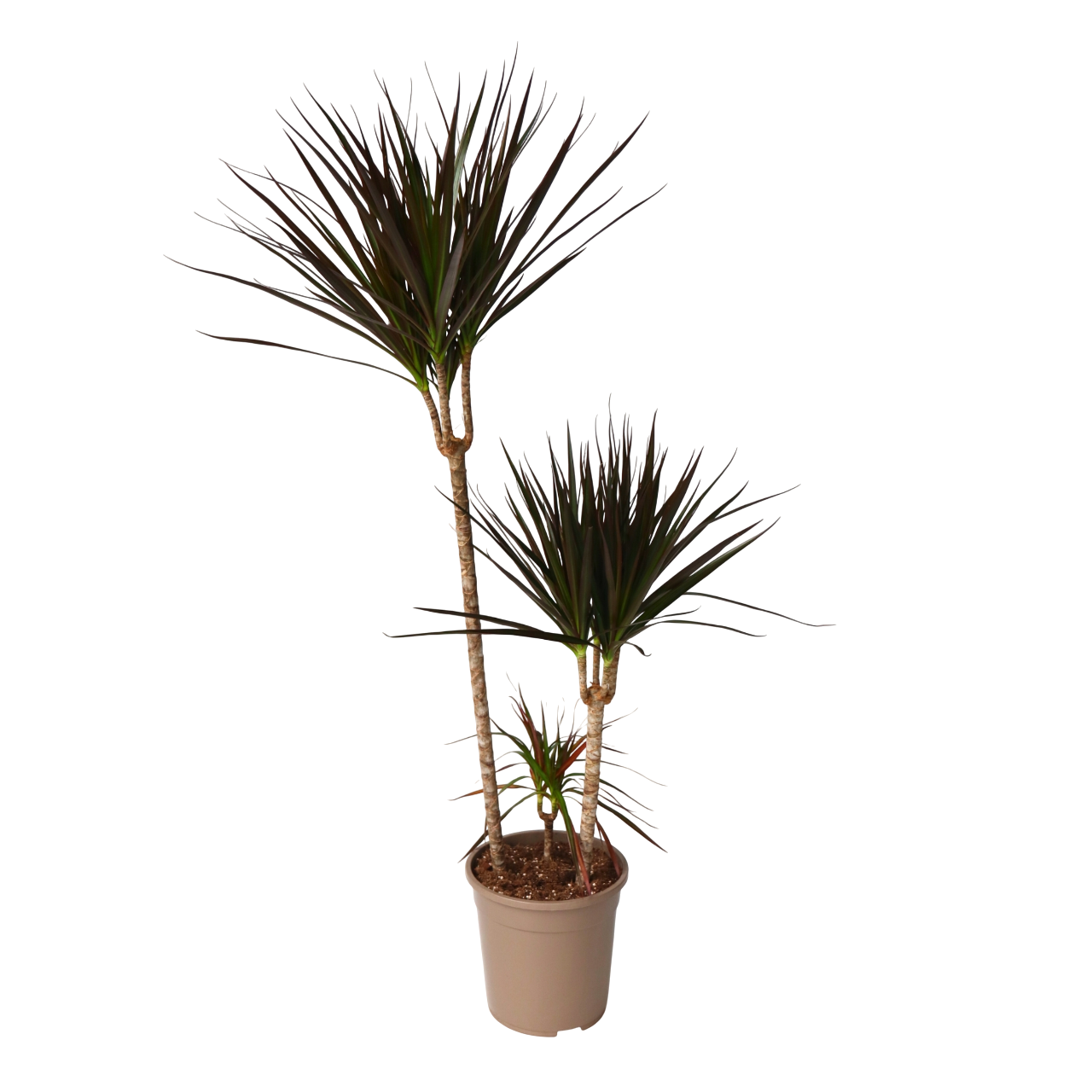 Drakenbloedboom - Dracaena marginata'Magenta'- Hoogte 110-130cm -⌀24cm afbeelding