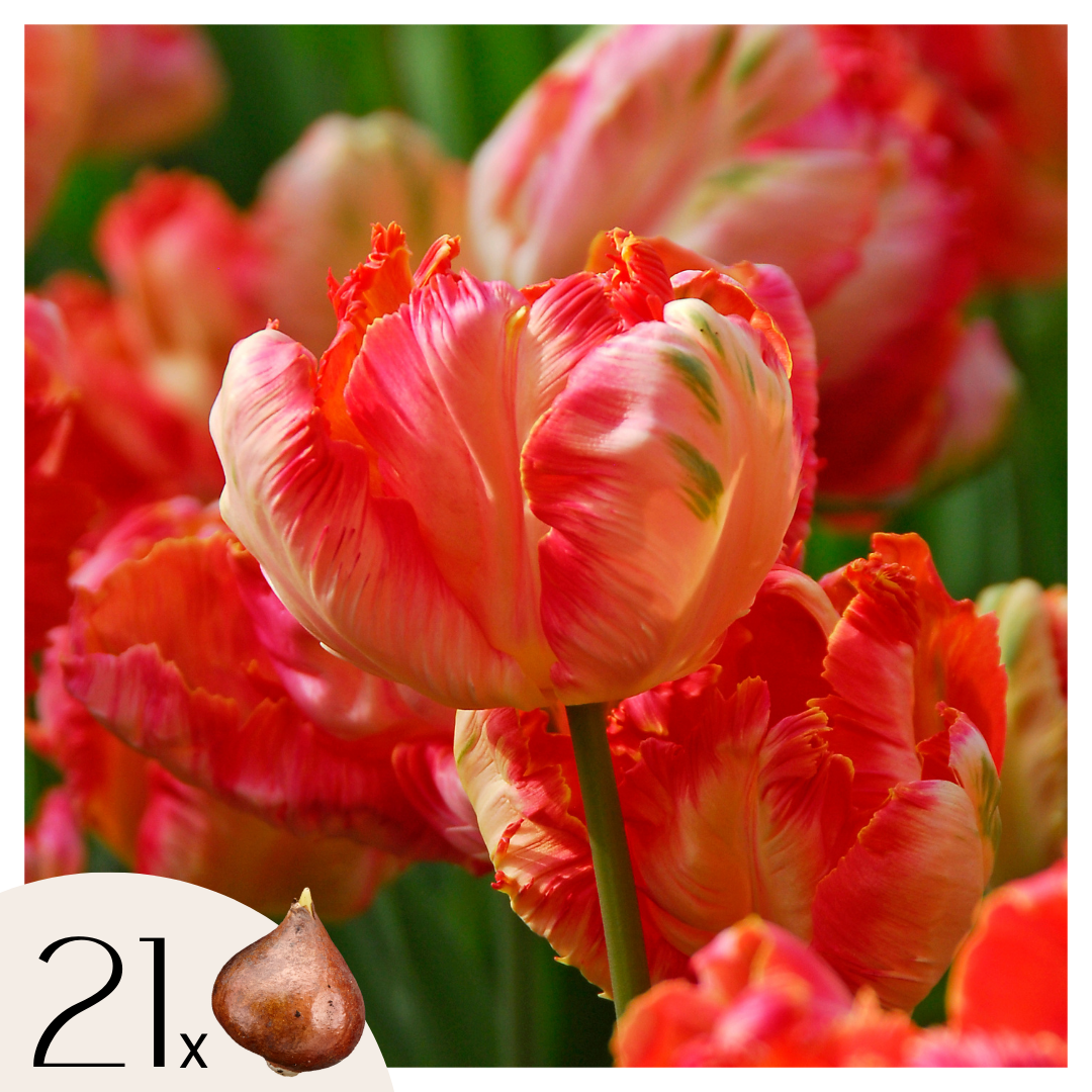 Tulpenbollen - Set van 21 - Tulipa'Apricot Parrot'- Bloembollen - Roze afbeelding