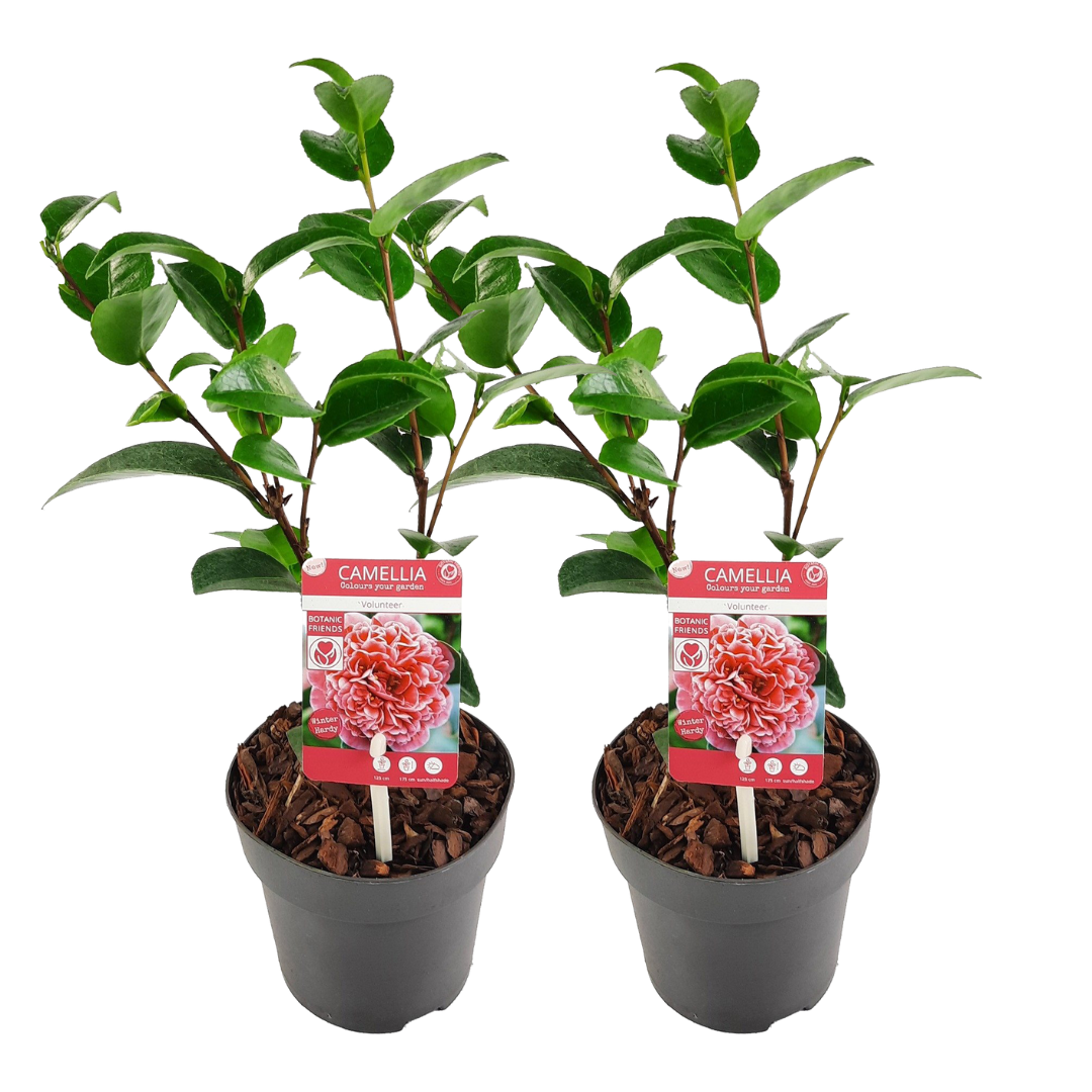 Japanse Roos - Set van 2 - Camellia'Volunteer'- Hoogte 25-40cm -⌀13cm afbeelding