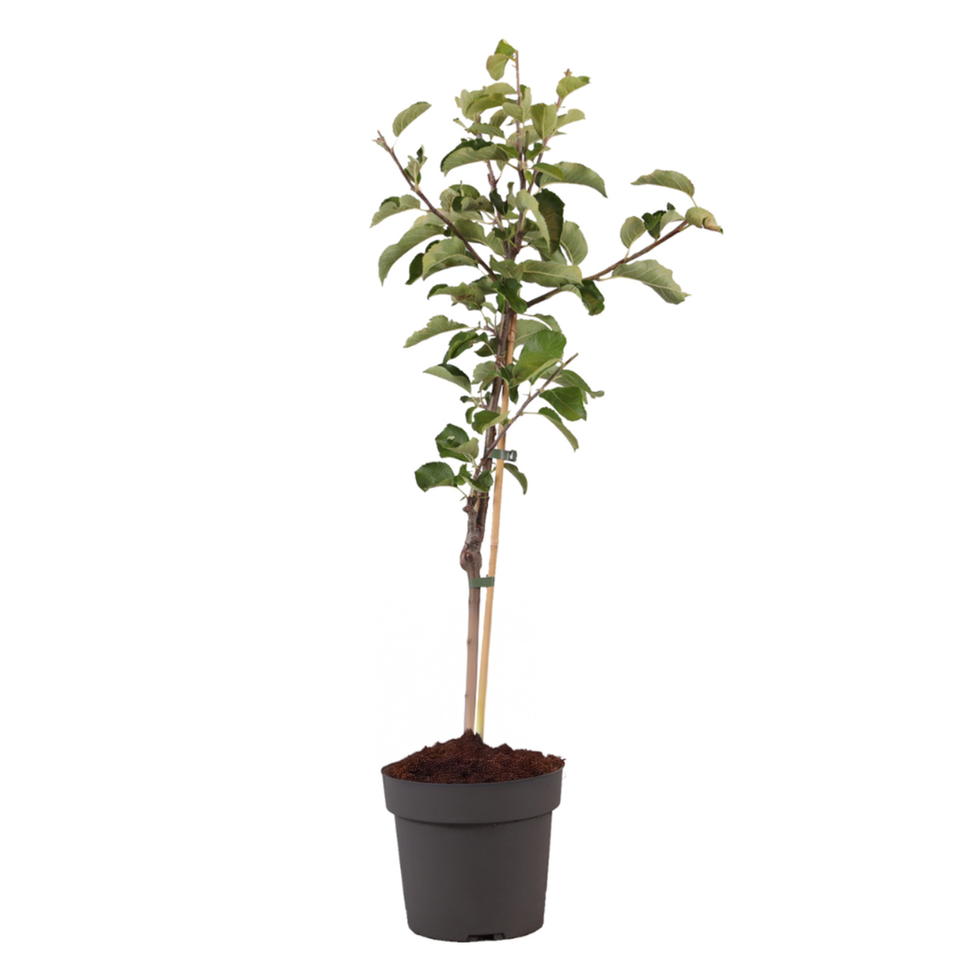 Appelboom - Malus domestica'Elstar'- Hoogte 90-100cm -⌀21cm afbeelding