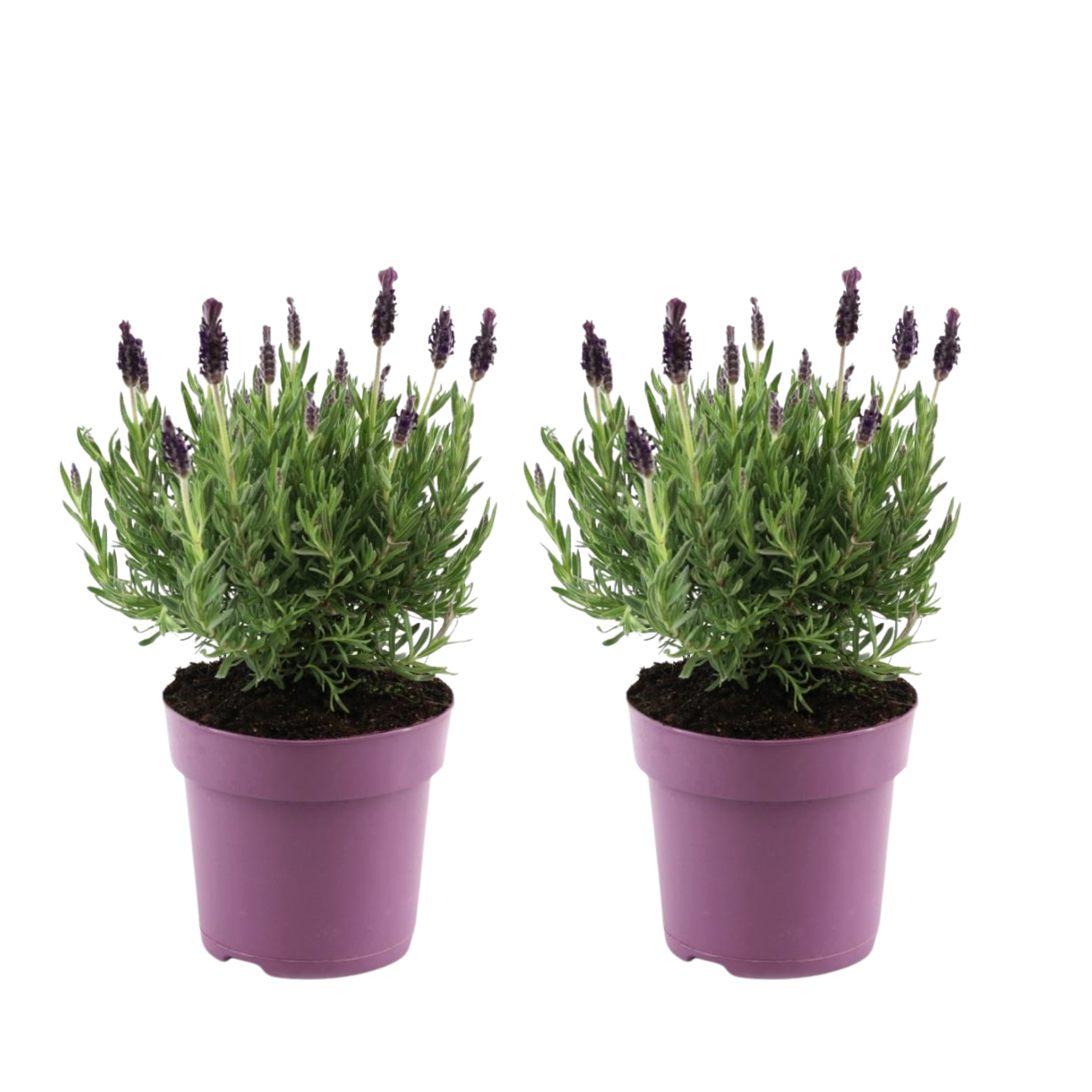 Lavendelstruik - Set van 2 - Lavandula stoechas'Anouk'- Hoogte 25-35cm -⌀15cm afbeelding
