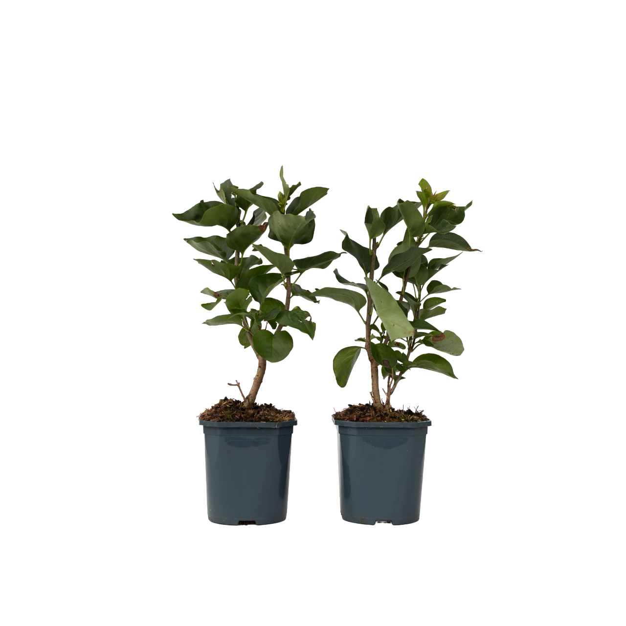 Sering - Set van 2 - Syringa vulgaris'Michel Buchner'- Hoogte 25-40cm -⌀17cm afbeelding