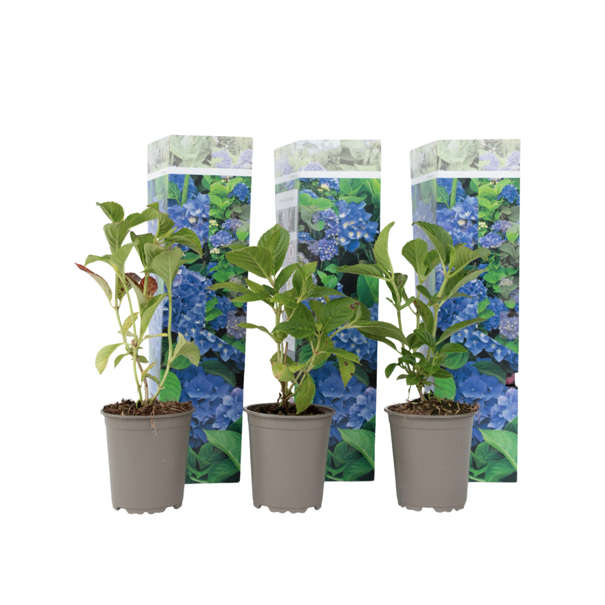 Bolhortensia - Set van 3 - Hydrangea'Early Blue'- Hoogte 25-40cm -⌀9cm afbeelding