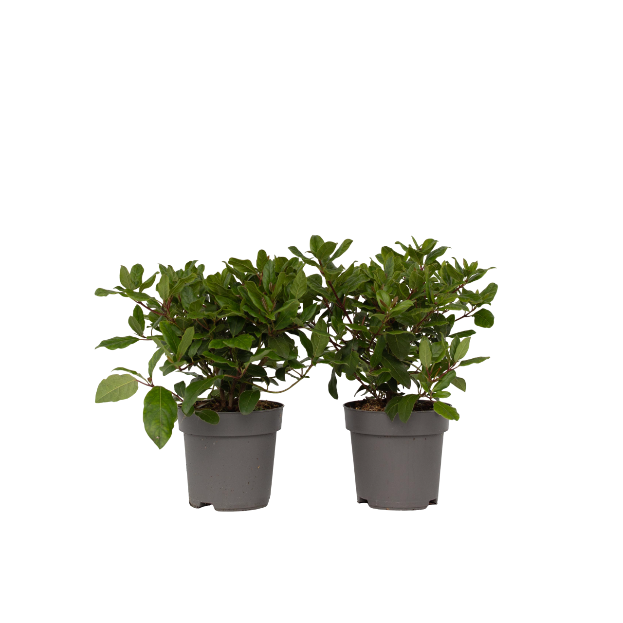 Sneeuwbalplant - Set van 2 - Viburnum tinus - Hoogte 25-40cm -⌀17cm afbeelding