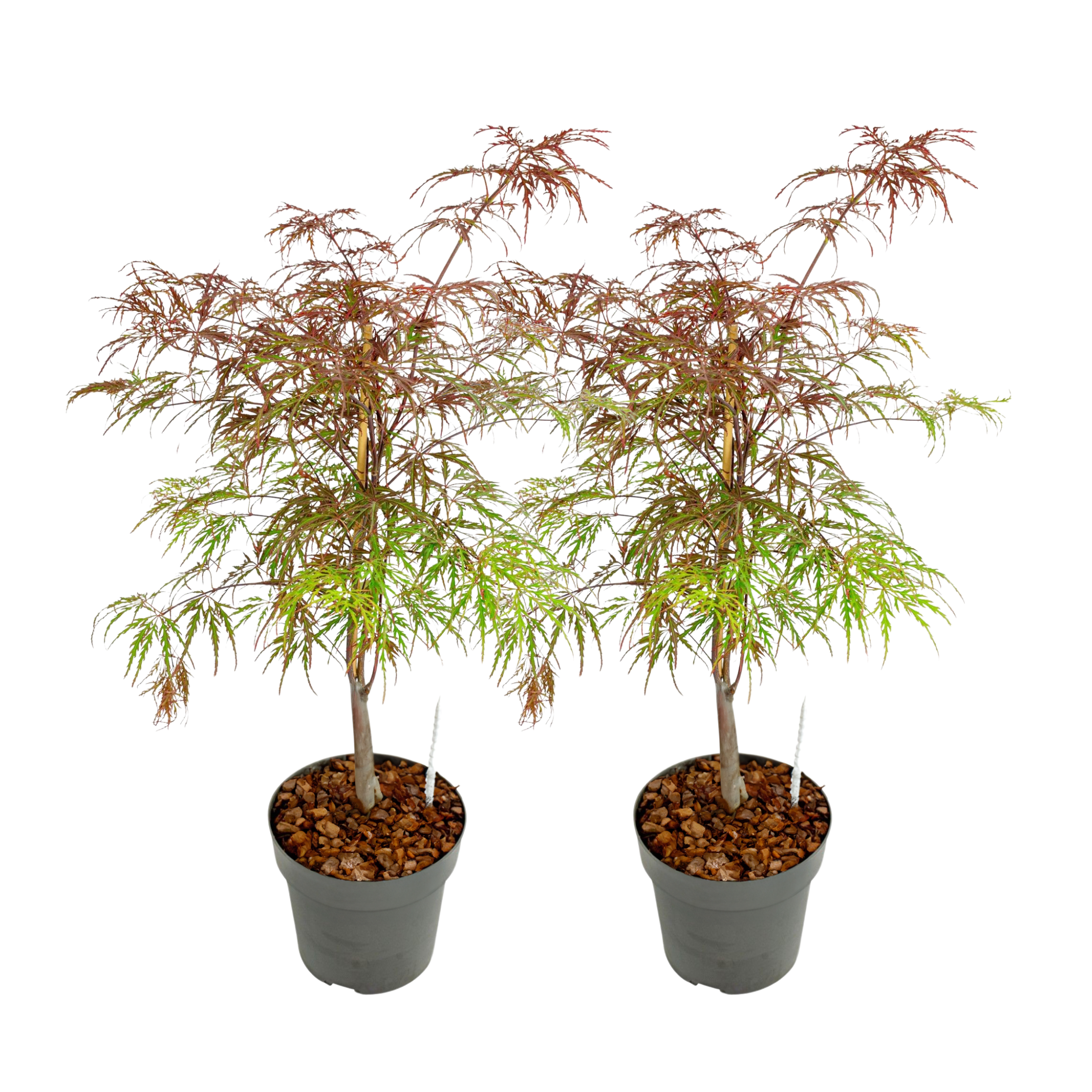 Japanse Esdoorn - Set van 2 - Acer palmatum'Garnet'- Hoogte 60-70cm -⌀19cm afbeelding