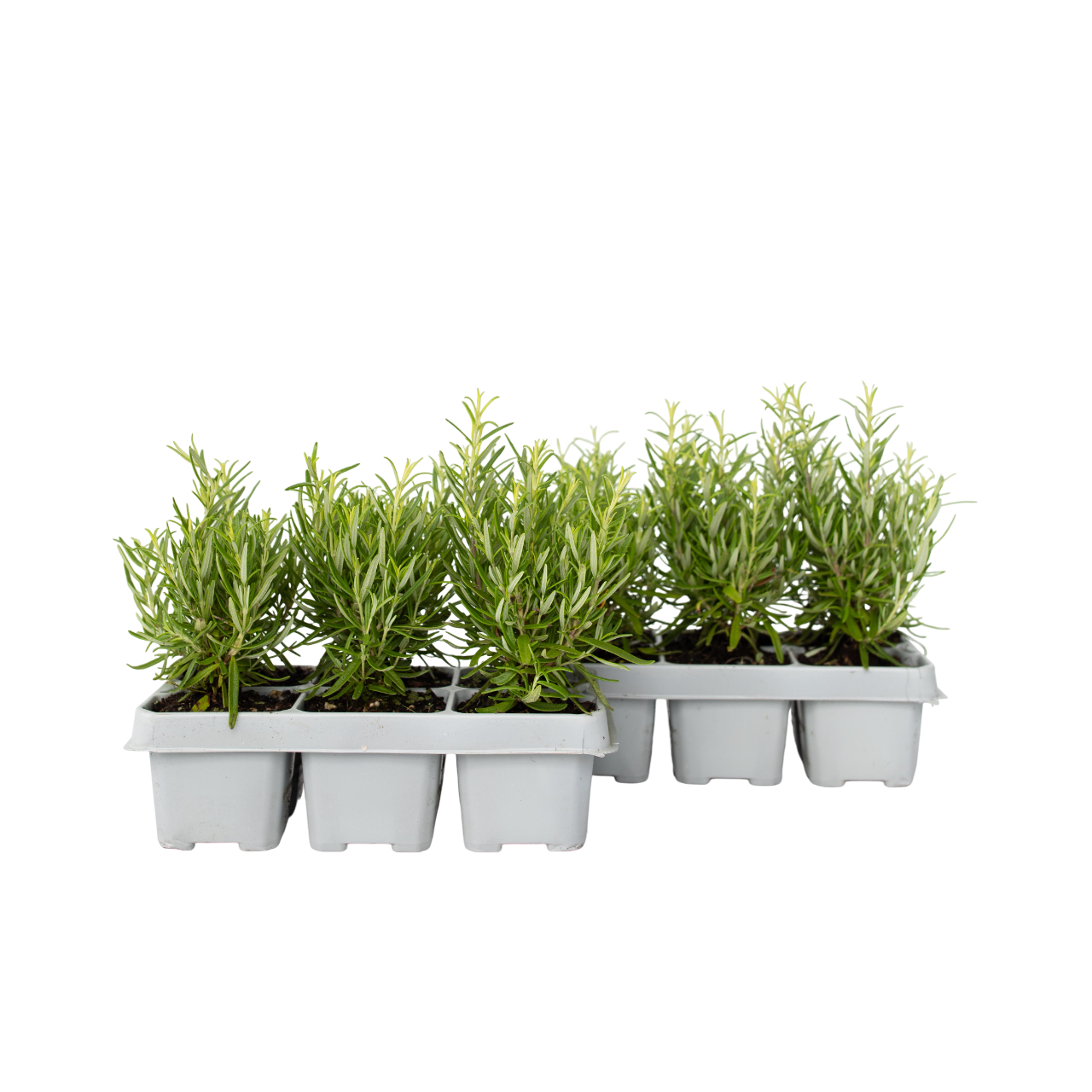 Rozemarijn - Set van 12 - Rosmarinus officinalis - Hoogte 10-20cm -⌀9cm afbeelding