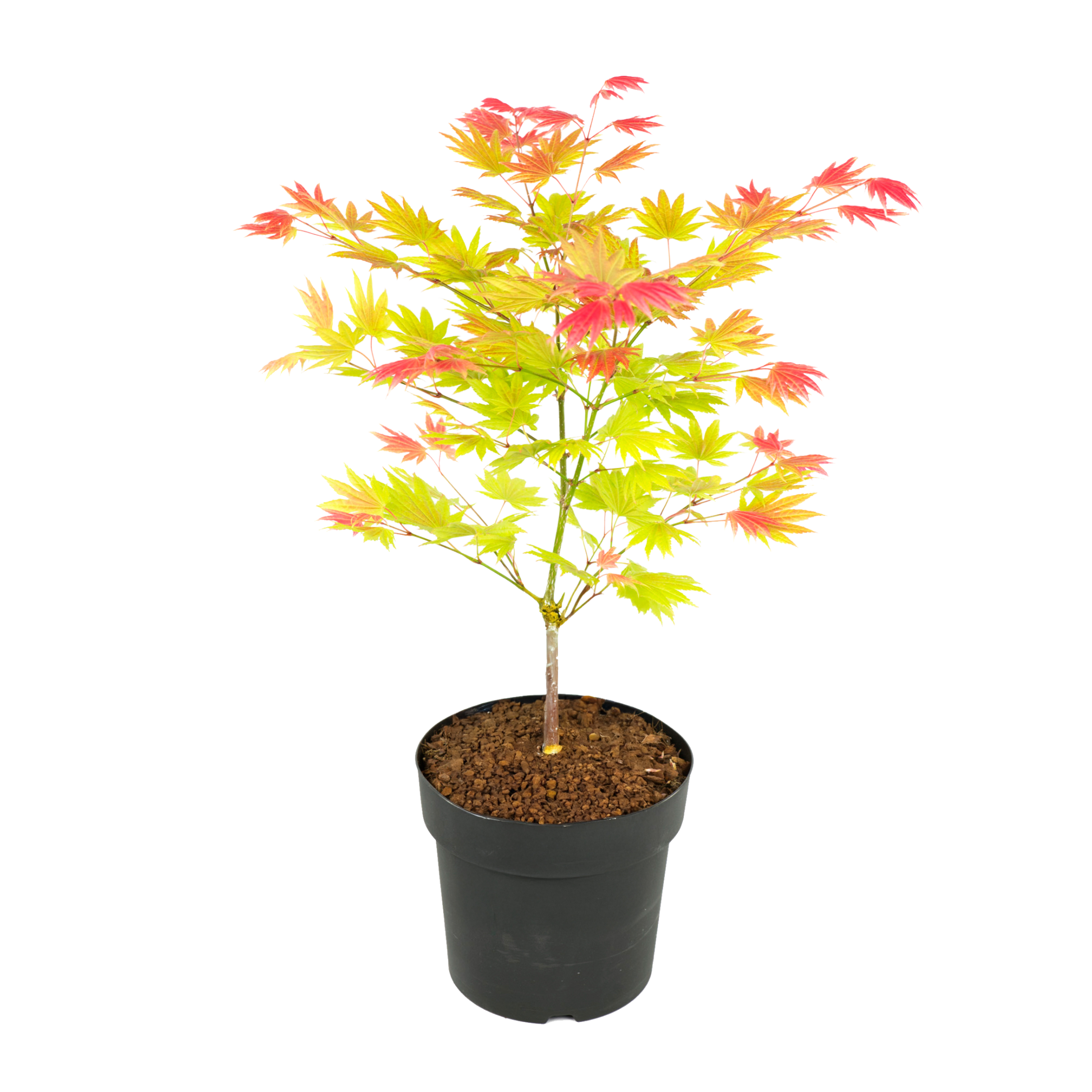 Japanse Esdoorn - Acer palmatum'Moonrise'- Hoogte 40-50cm -⌀19cm afbeelding
