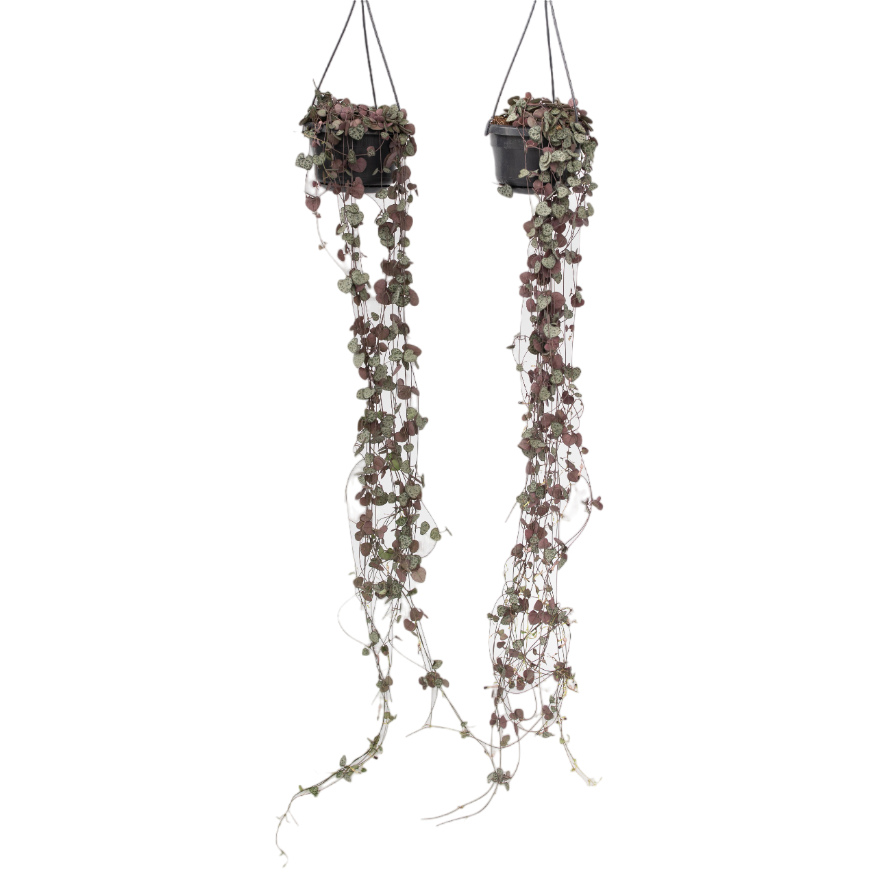 Chinees lantaarnplantje - Set van 2 - Ceropegia Woodii - Hoogte 20-30cm -⌀14cm afbeelding