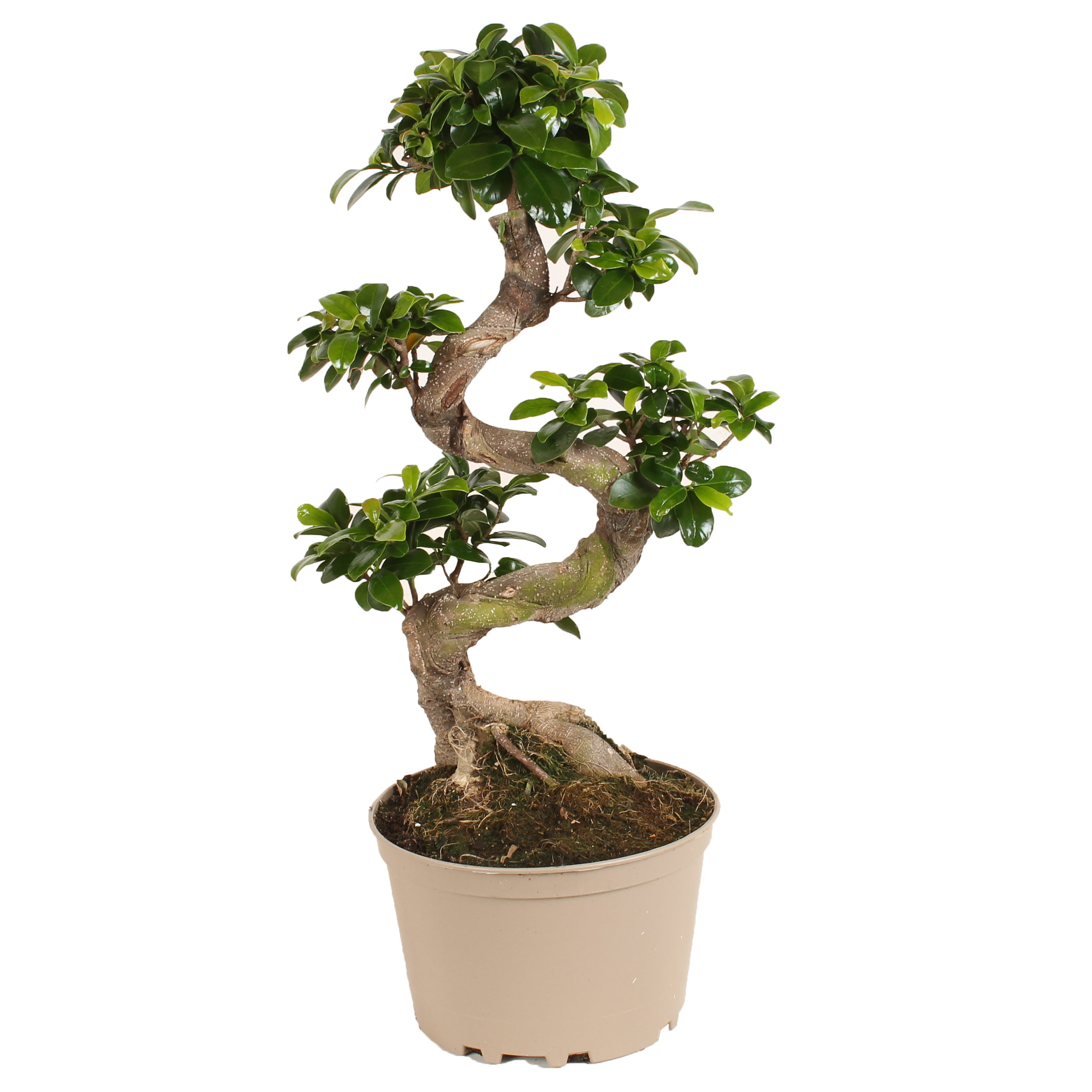 Chinese vijg - Ficus microcarpa'ginseng'- Hoogte 60-70cm -⌀22cm afbeelding
