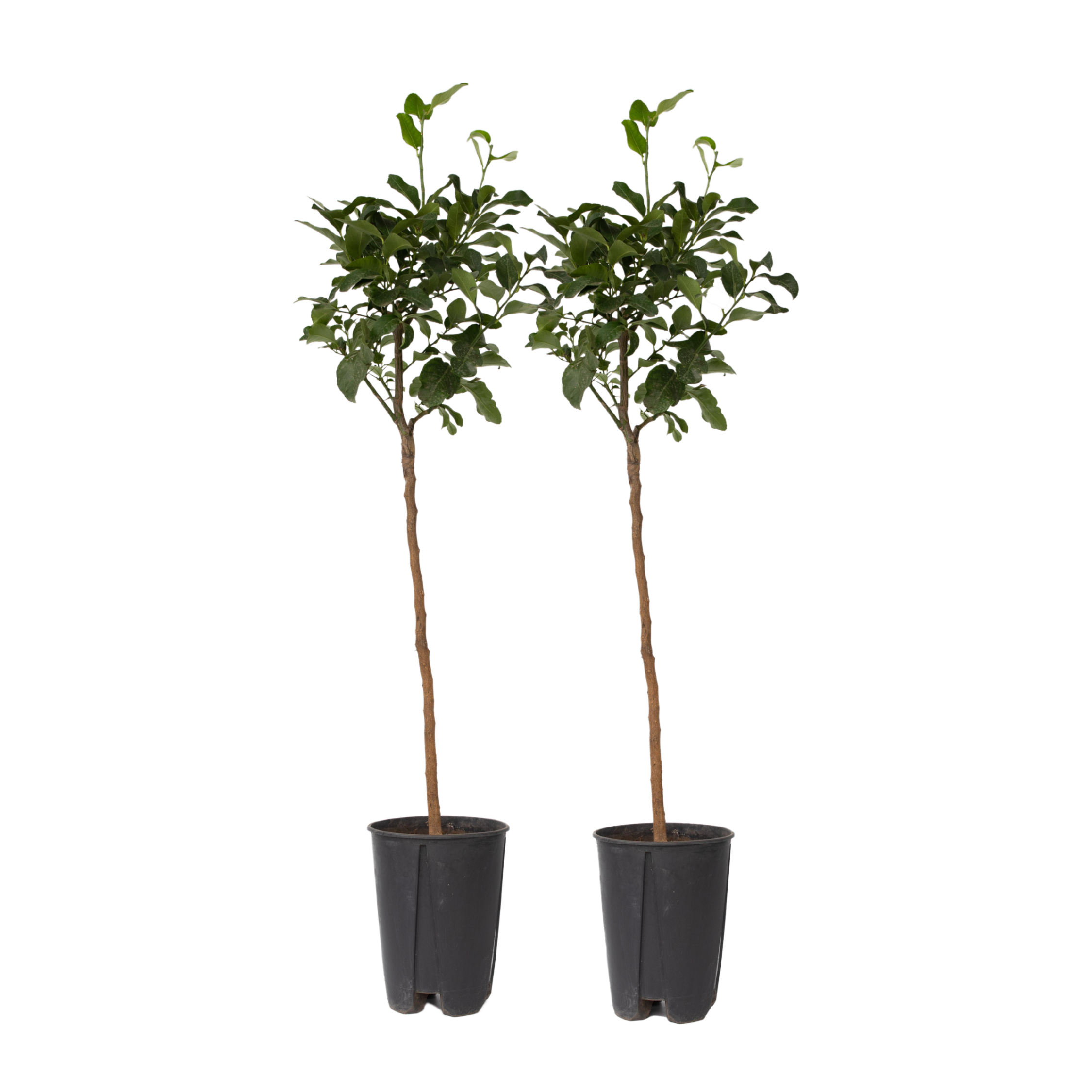 Citroenboom - Set van 2 - Citrus limon - Hoogte 100-120cm -⌀19cm afbeelding