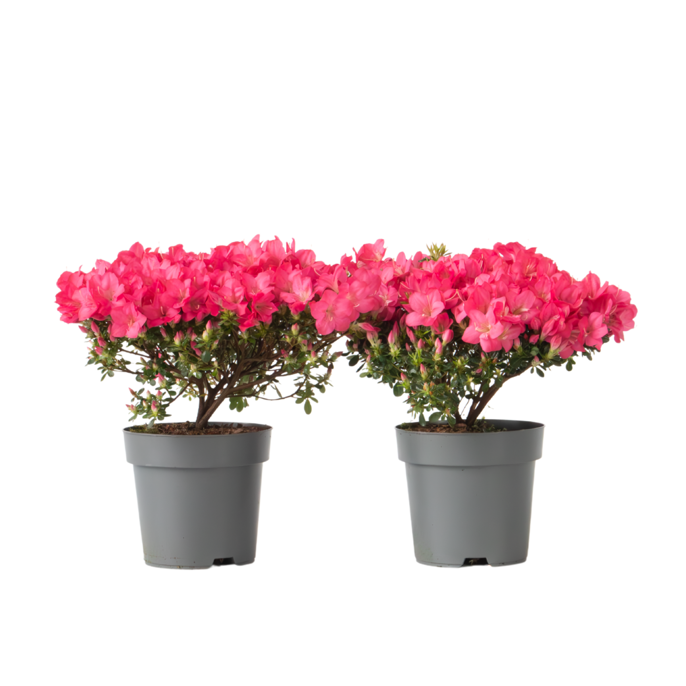 Japanse azalea - Set van 2 - Rhododendron'Anouk'- Hoogte 25-40cm -⌀17cm afbeelding