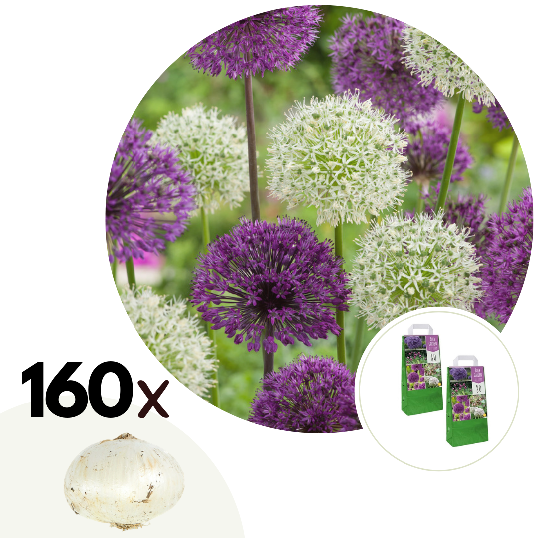 Alliumbollen - Set van 160 - Allium - Bloembollen afbeelding