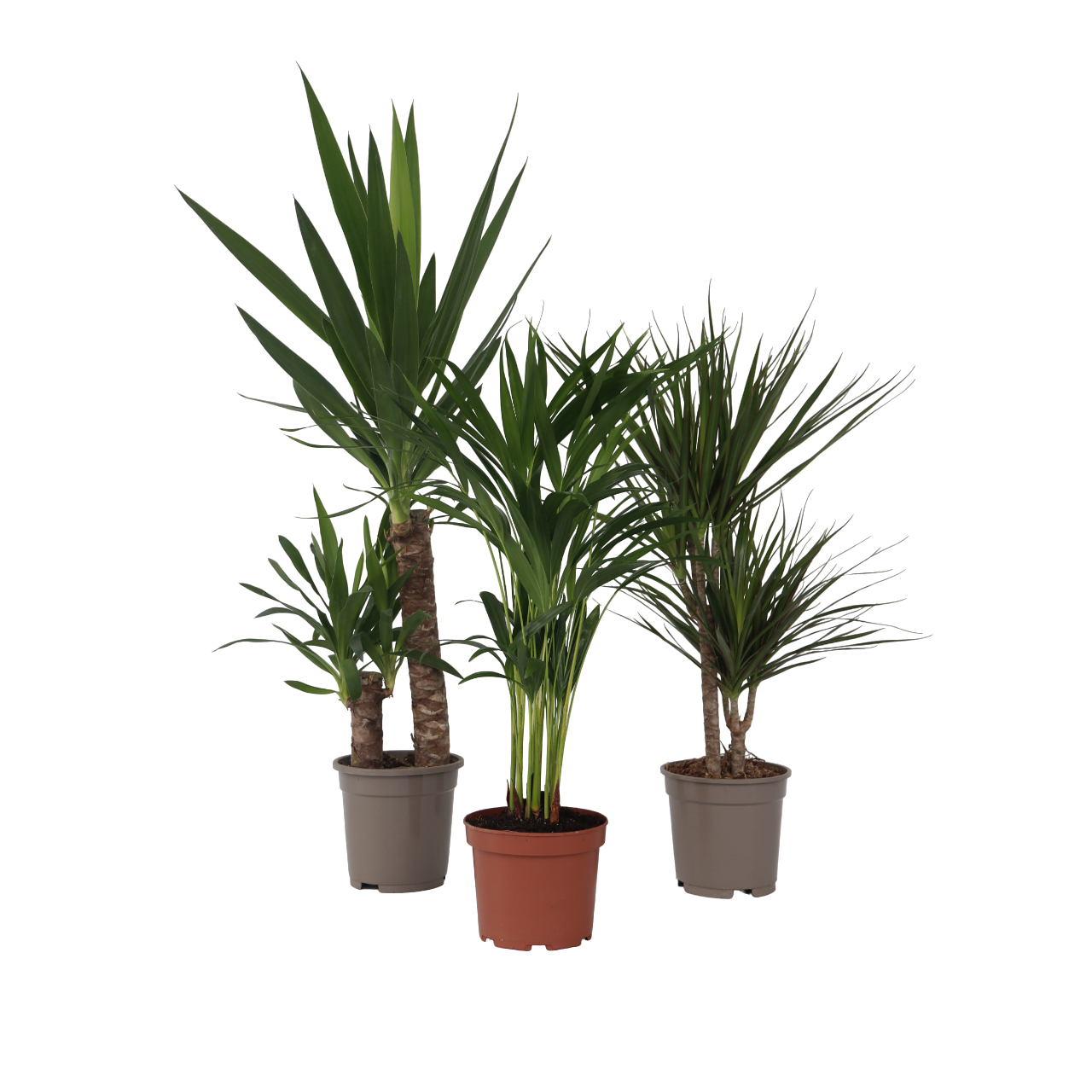 Set grote kamerpalmen - Set van 3 - Indoor Palmmix XL - Hoogte 70-90cm -⌀17cm afbeelding