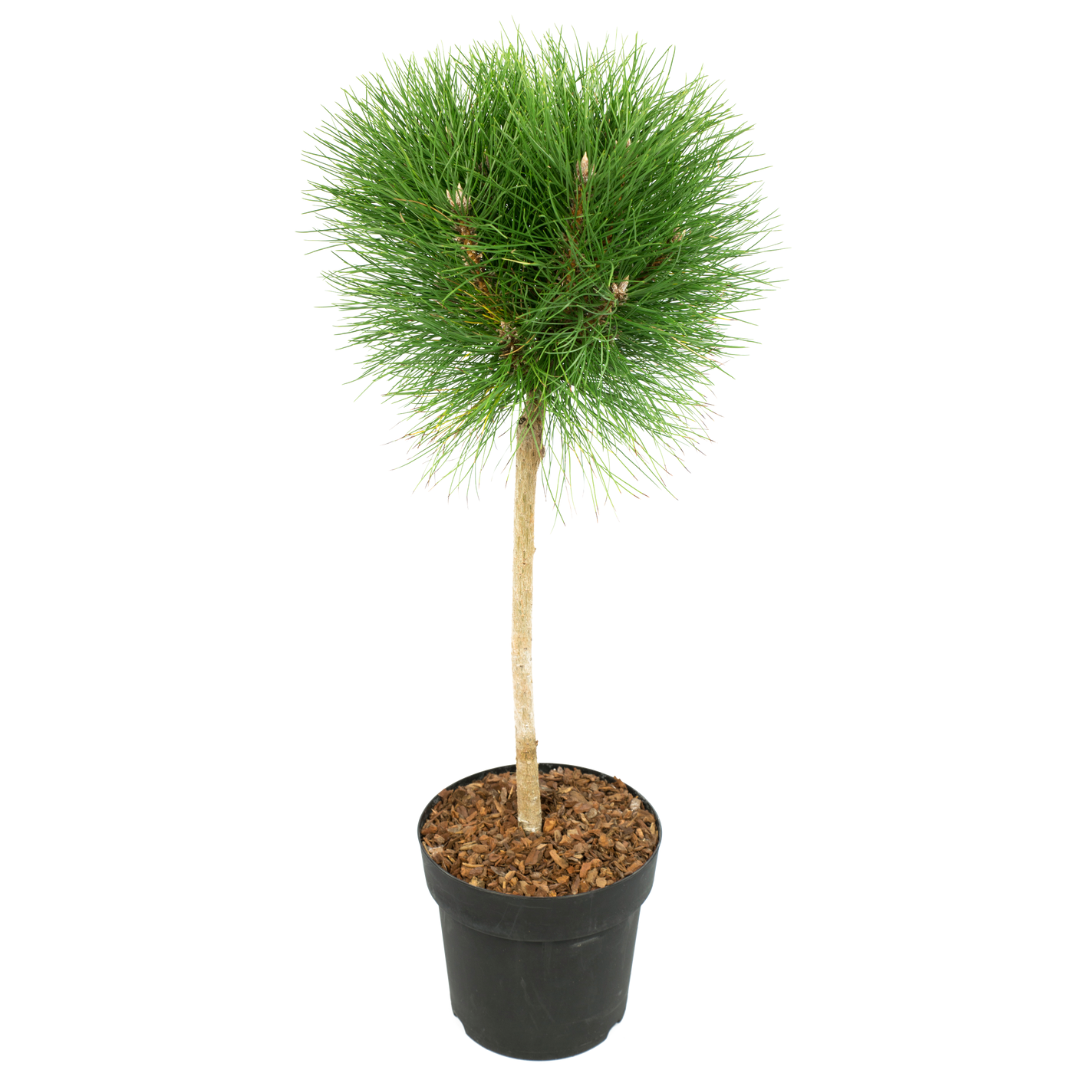 Dwergden - Pinus'Summer Breeze'- Hoogte 70-80cm -⌀24cm afbeelding