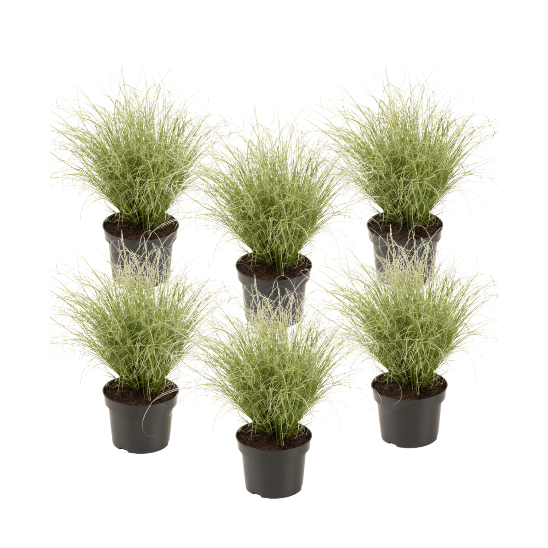 Zegge - Set van 6 - Carex'Amazon Mist'- Hoogte 15-25cm -⌀10,5cm afbeelding