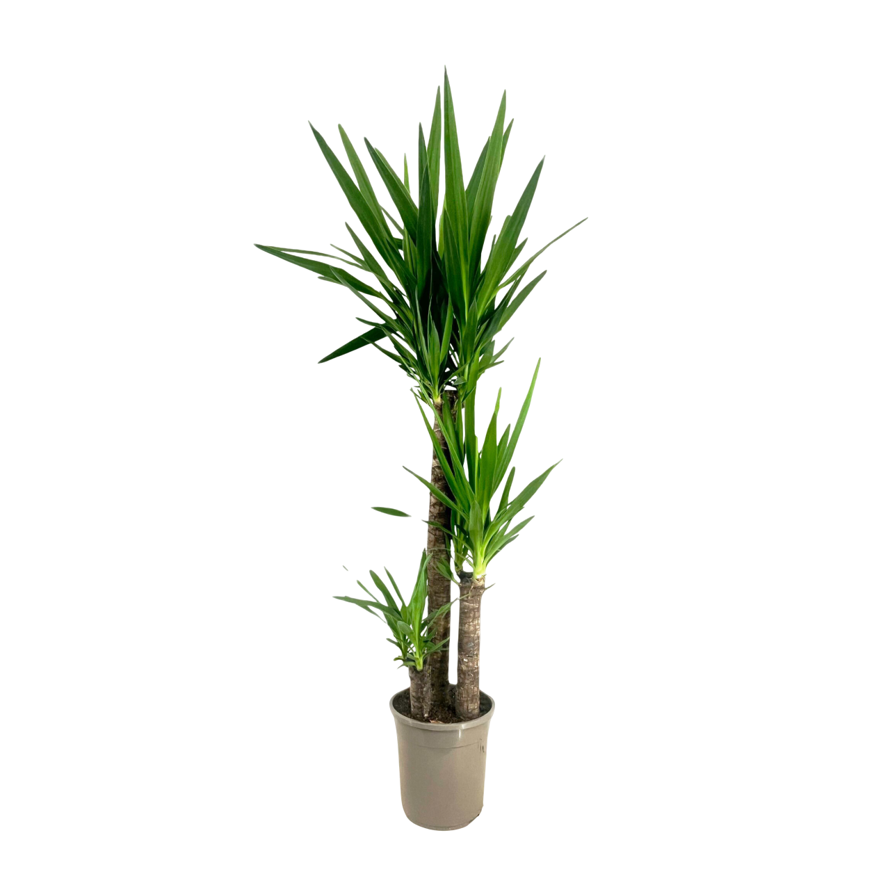 Palmlelie - Yucca elephantipes - Hoogte 130-140cm -⌀24cm afbeelding