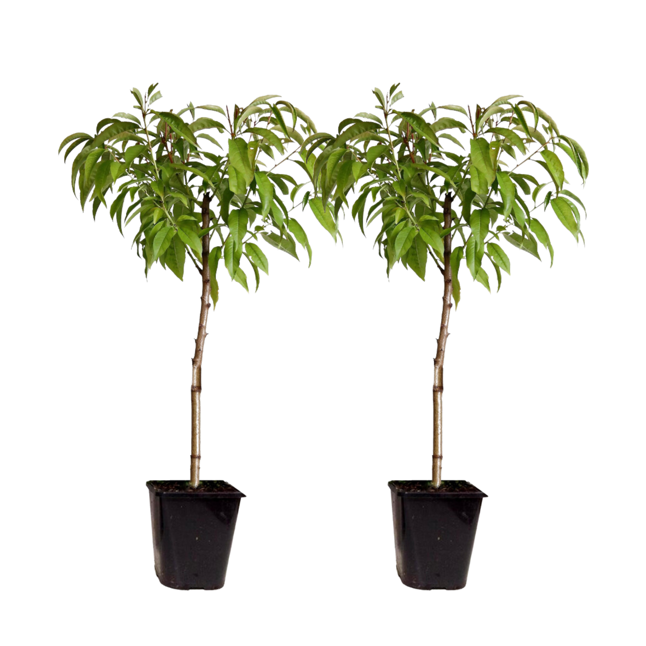 Dwergperzik - Set van 2 - Prunus Bonanza, Saturne - Hoogte 60-70cm -⌀15cm afbeelding
