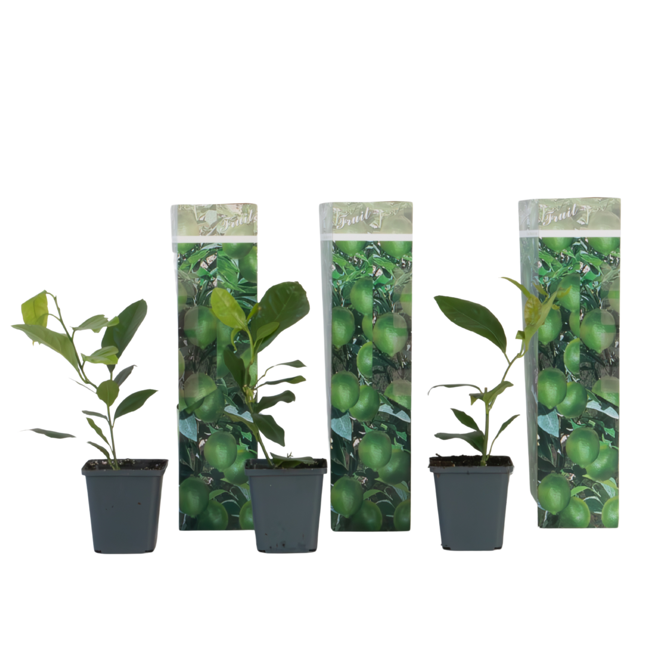 Citroenboom - Set van 3 - Citrus limon - Hoogte 25-40cm -⌀9cm afbeelding