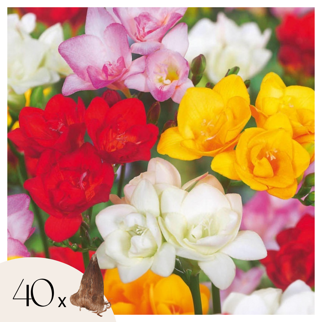 Freesia - Set van 40 - Freesia Mix - Bloembollen afbeelding