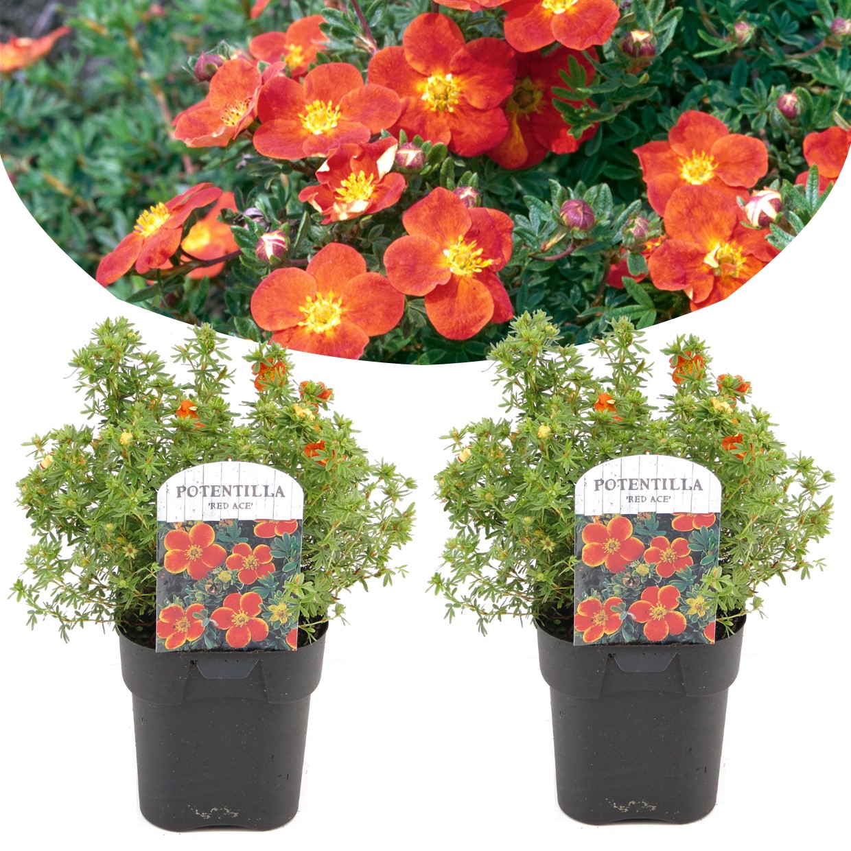 Ganzerik - Set van 2 - Potentilla fruticosa'Red Ace'- Hoogte 20-30cm -⌀17cm afbeelding
