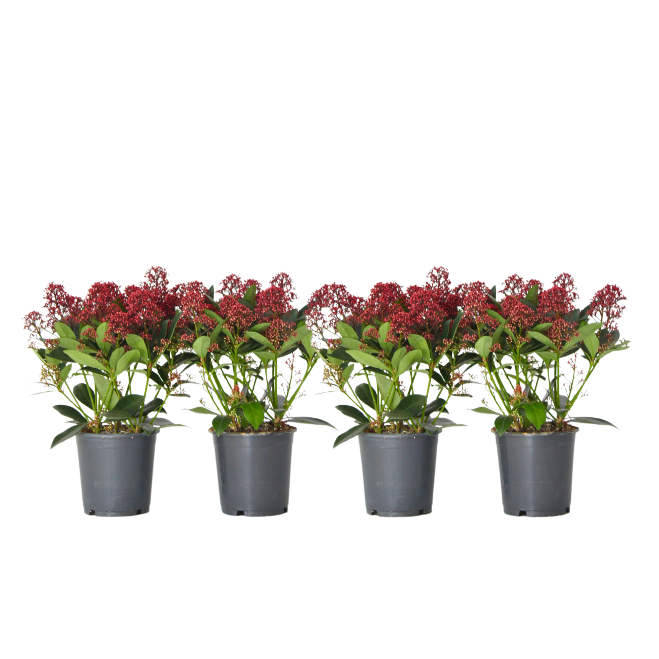 Skimmia - Set van 4 - Skimmia japonica'Rubella'- Hoogte 35-45cm -⌀15cm afbeelding