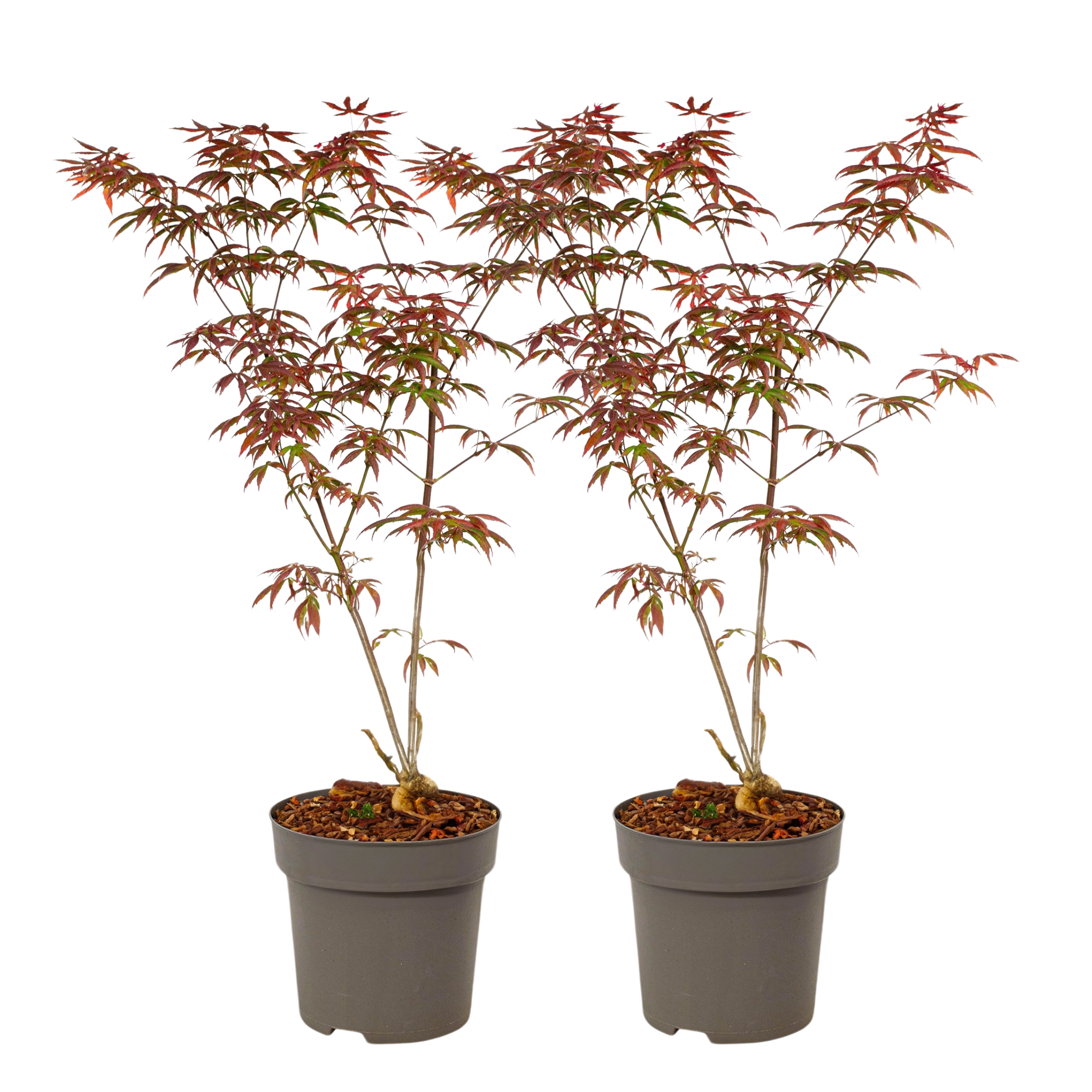 Japanse Esdoorn - Set van 2 - Acer palmatum'Starfish'- Hoogte 60-70cm -⌀19cm afbeelding