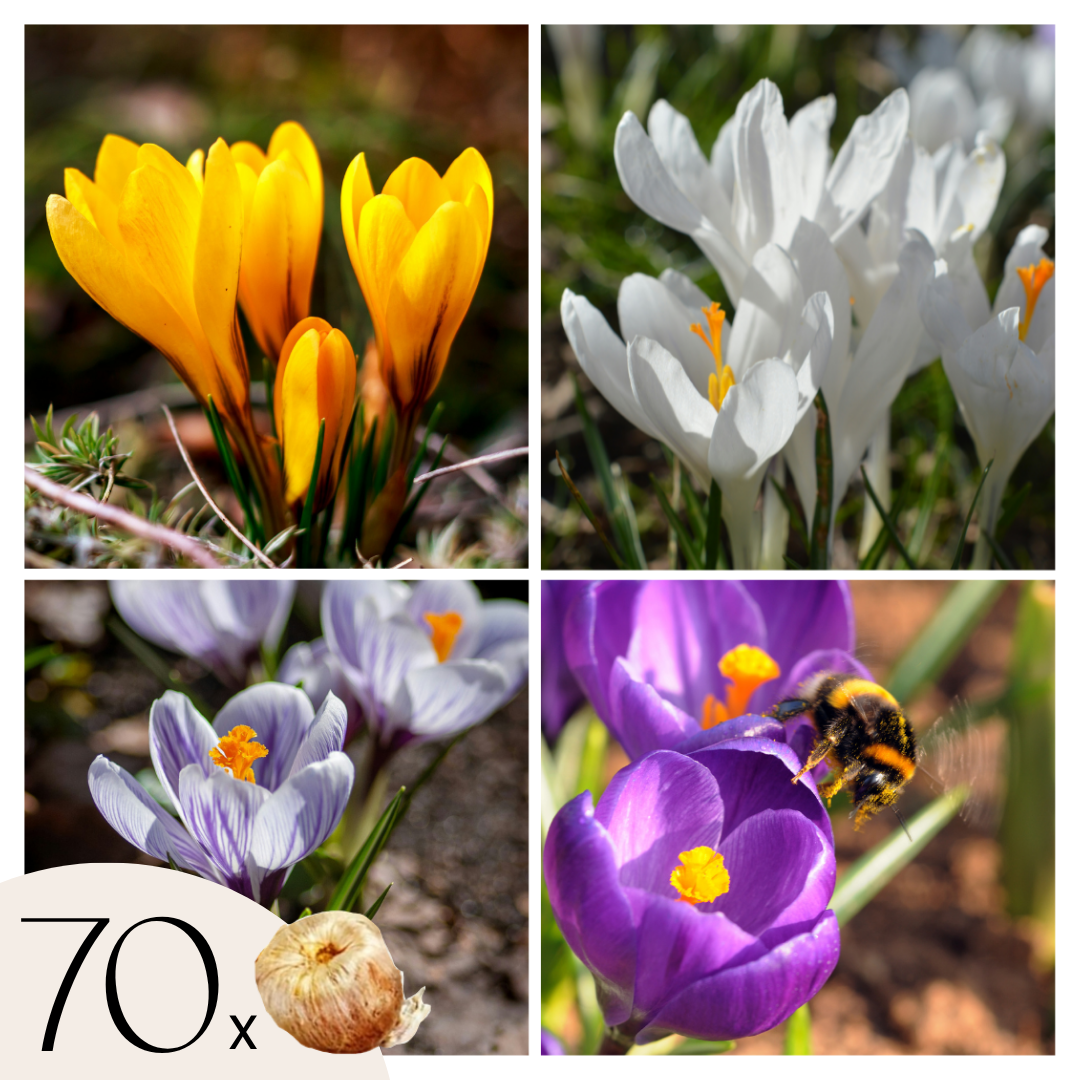 Krokusbollen - Set van 70 - Bonte voorjaarsbloeiers voor in de tuin afbeelding