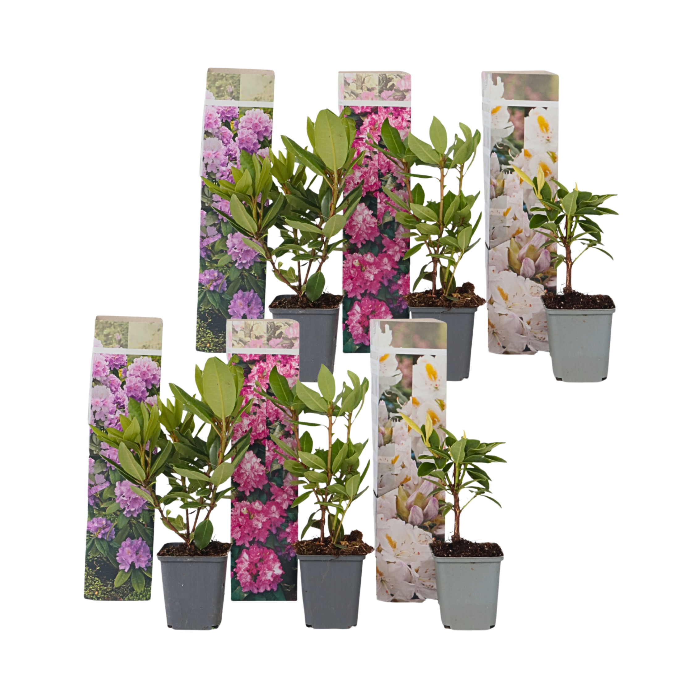 Rhododendrons - Set van 6 - Rhododendron catawbiense - Hoogte 25-40cm -⌀9cm afbeelding