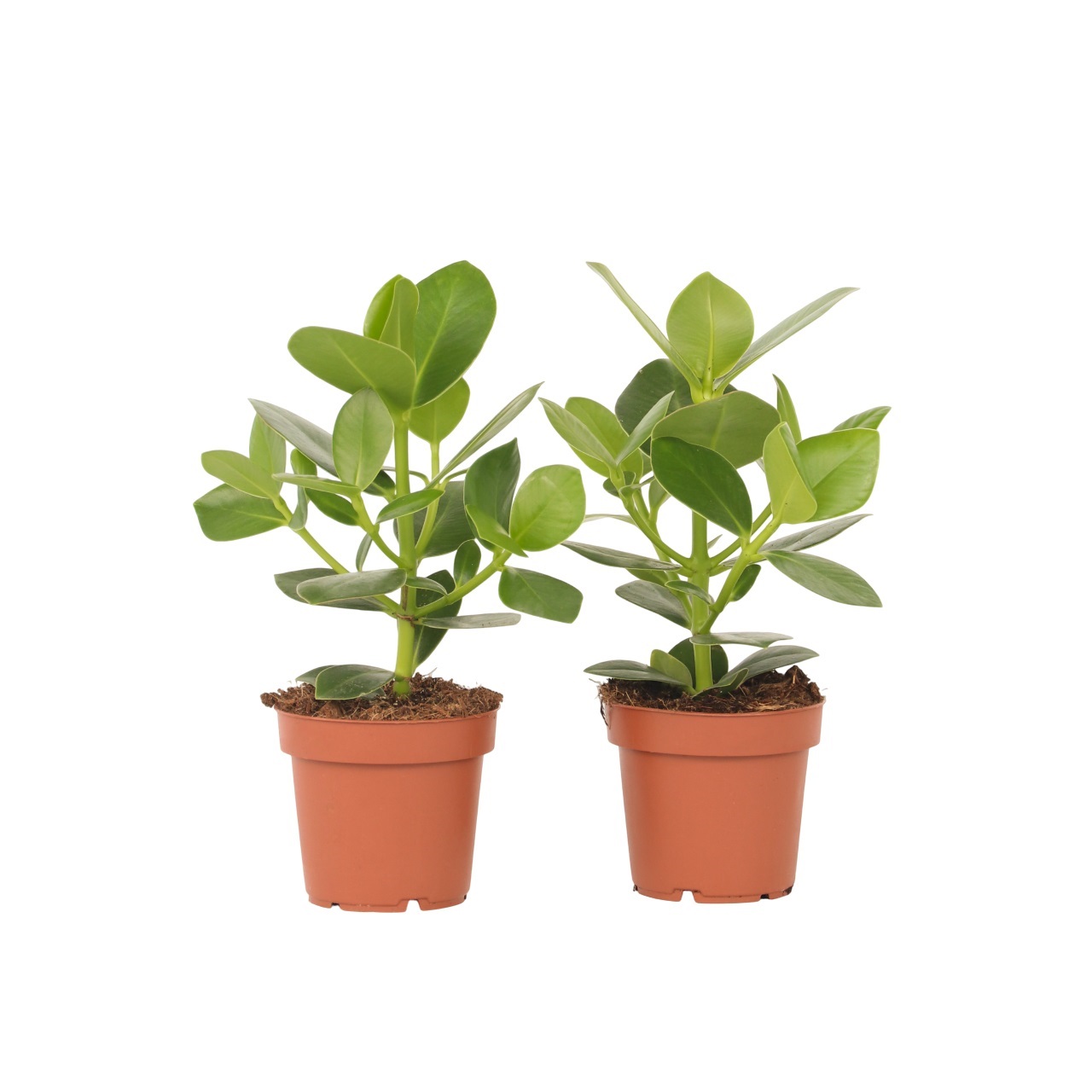 Varkensboom - Set van 2 - Clusia rosea'Princess'- Hoogte 25-35cm -⌀12cm afbeelding
