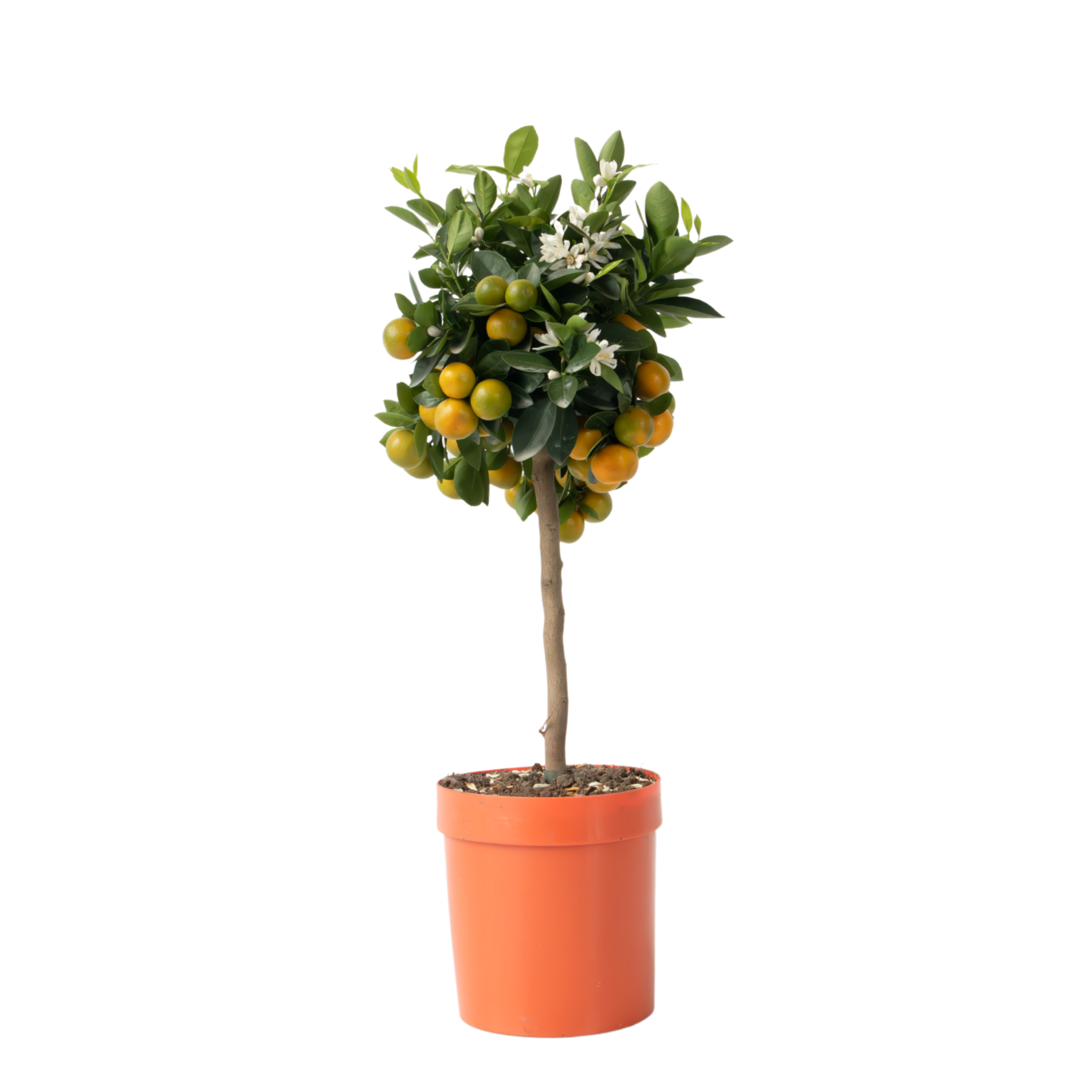 Sinaasappelboom - Citrus mitis'Calamondin'- Hoogte 55-65cm -⌀19cm afbeelding