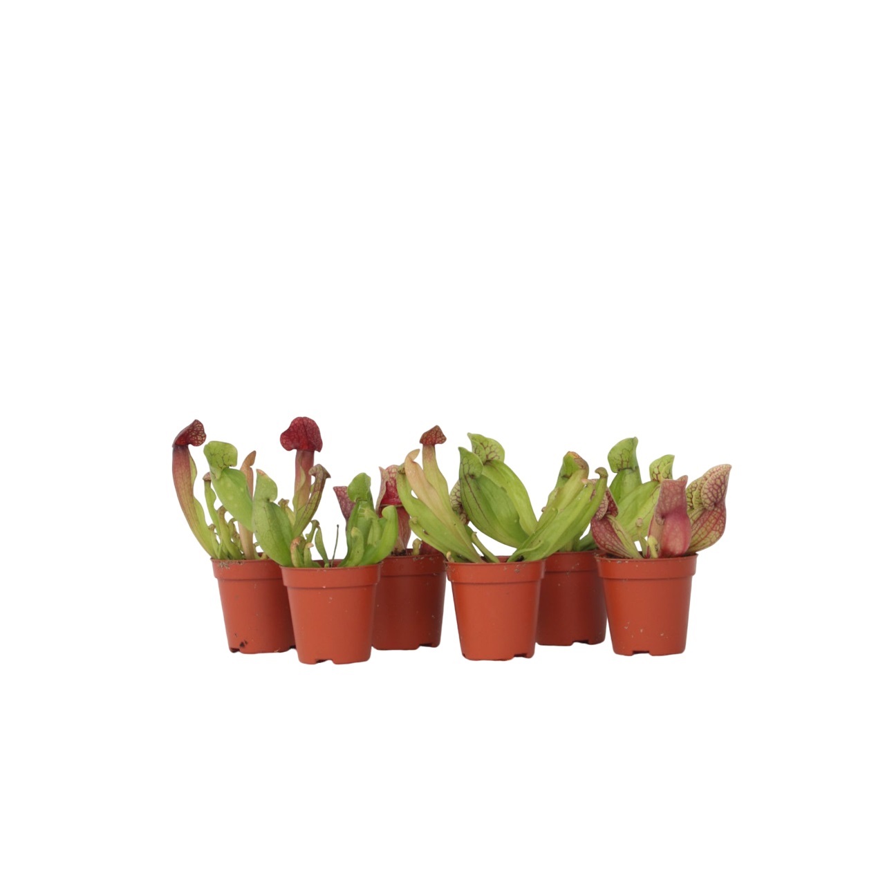 Trompetbekerplant - Set van 6 - Sarracenia purpurea - Hoogte 15-20cm -⌀5,5cm afbeelding