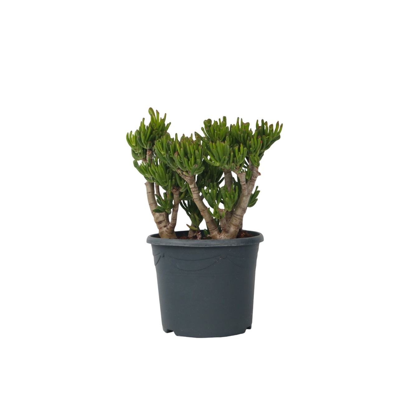 Jadeplant - Crassula ovata'Hobbit'- Hoogte 55-60cm -⌀30cm afbeelding