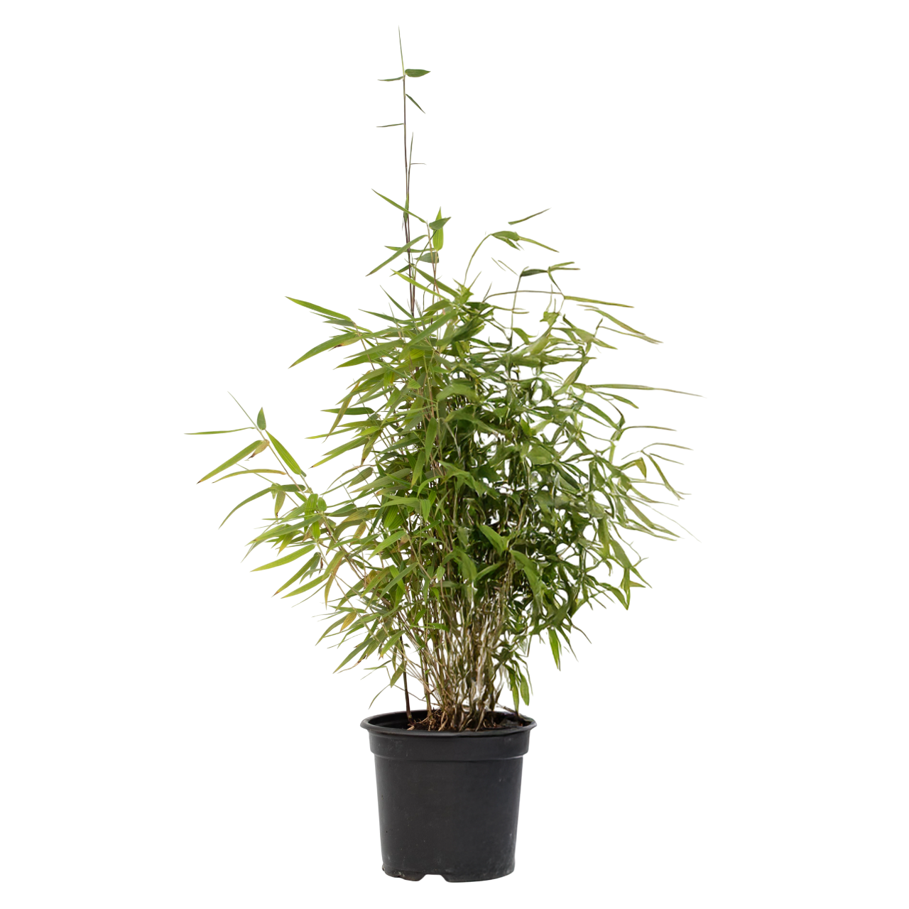 Bamboe - Fargesia nitida'Red Dragon'- Hoogte 60-80cm -⌀17cm afbeelding