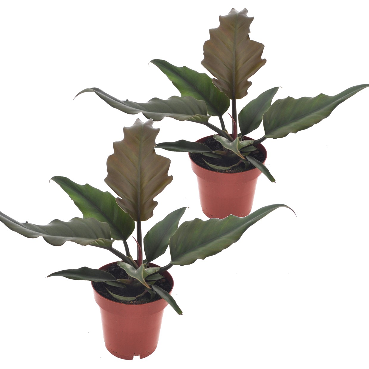 Karamelplant - Set van 2 - Philodendron'Caramel'- Hoogte 25-35cm -⌀12cm afbeelding