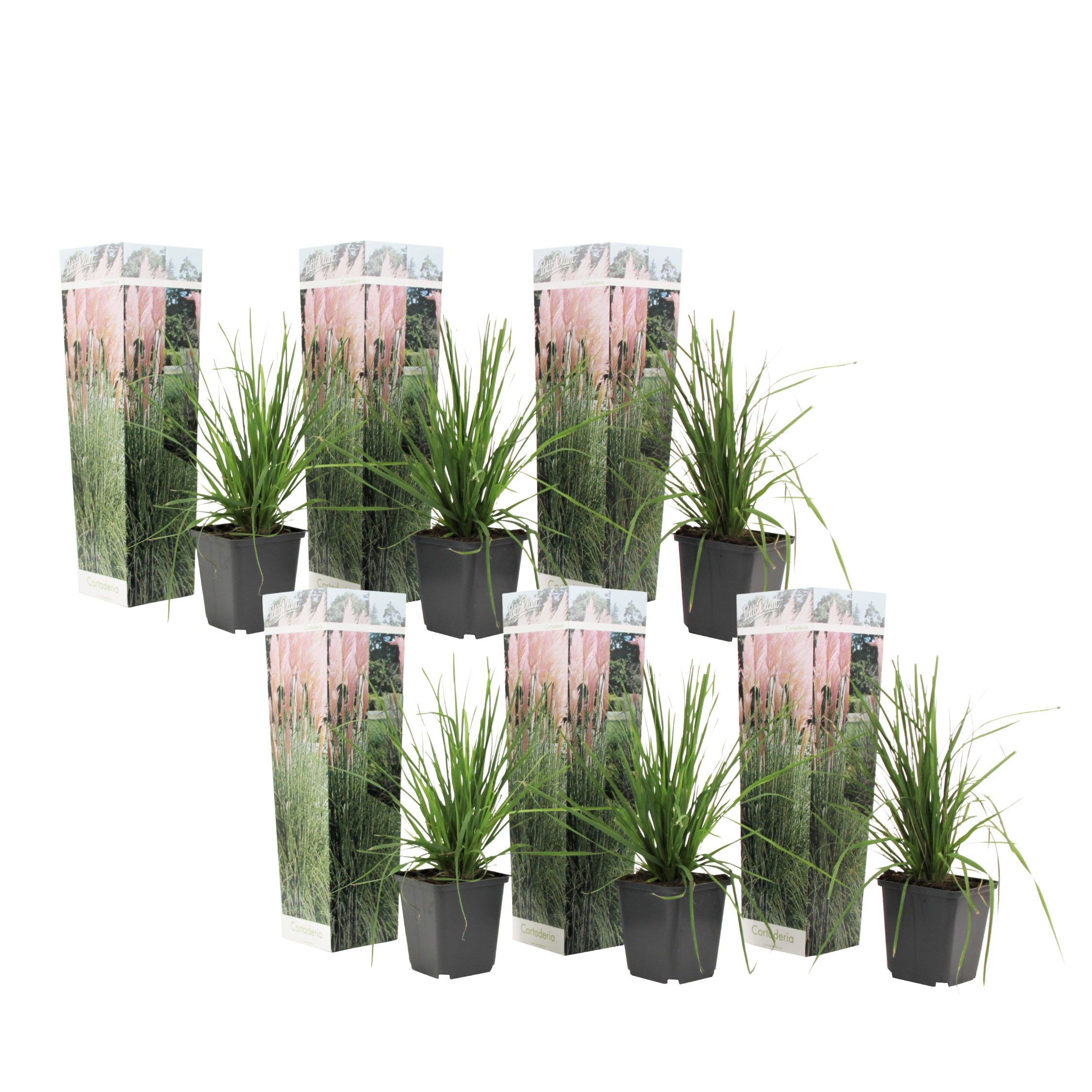 Pampasgras - Set van 6 - Cortaderia selloana - Hoogte 25-40cm -⌀9cm afbeelding