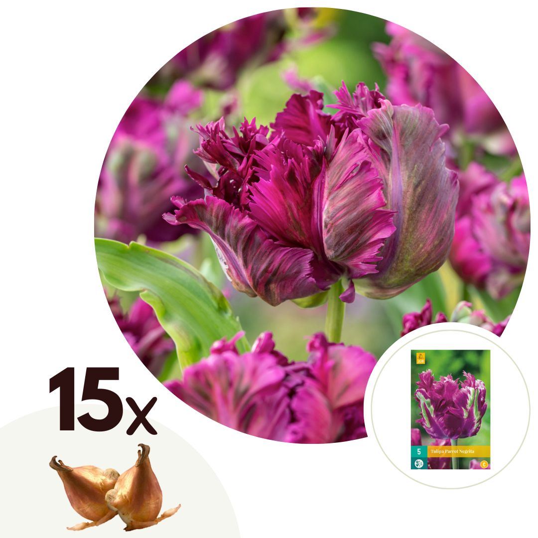 Tulpenbollen - Set van 15 - Tulipa'Parrot Negrita'- Bloembollen - Paars afbeelding