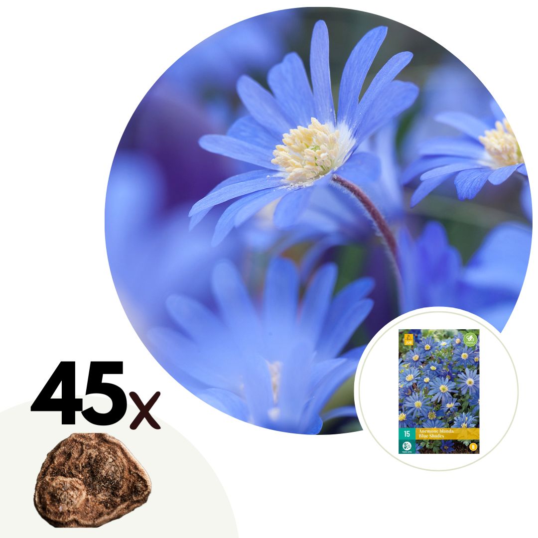 Anemoon - Set van 45 - Anemone coronaria'Blue Shades'- Bloembollen - Blauw afbeelding