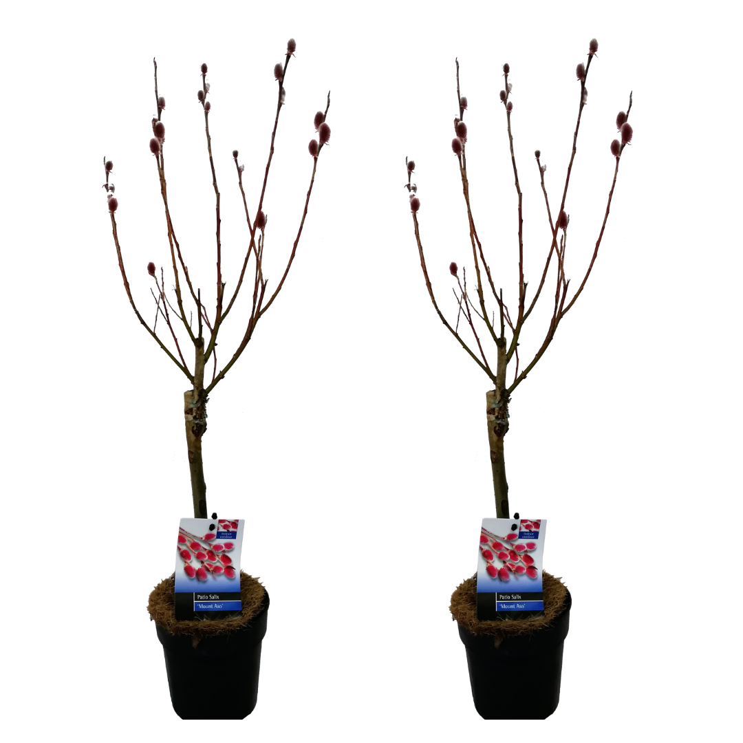 Dwergwilg - Set van 2 - Salix gracilistyla'Mount Aso'- Hoogte 50-60cm -⌀12cm afbeelding
