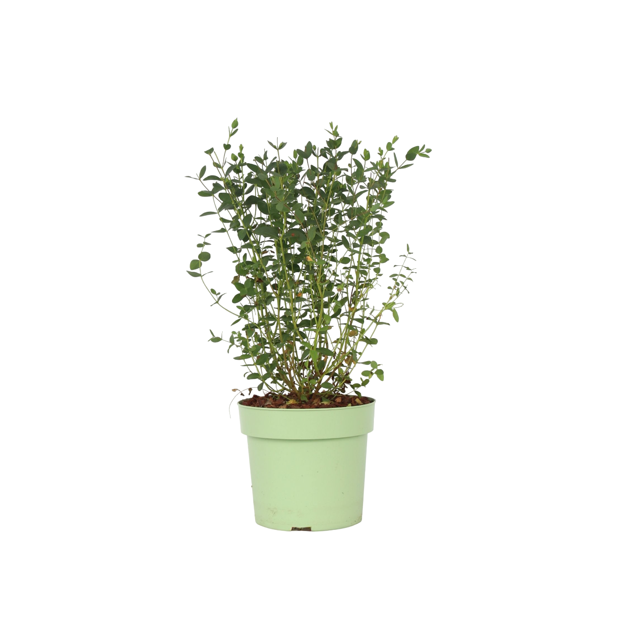 Eucalyptusstruik - Eucalyptus parvifolia'Oliva'- Hoogte 40-50cm -⌀19cm afbeelding