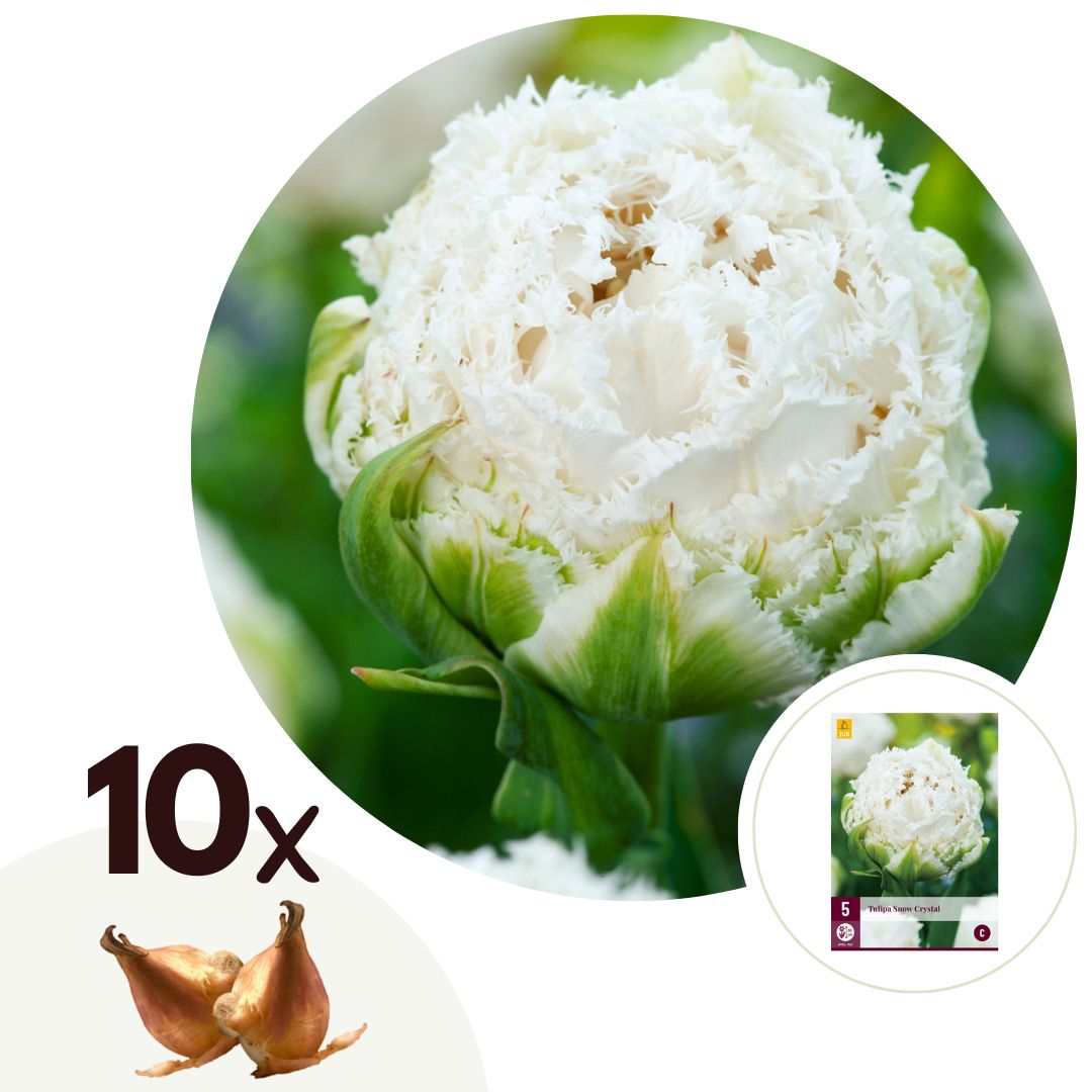 Tulpenbollen - Set van 10 - Tulipa'Snow Crystal'- Bloembollen - Wit afbeelding