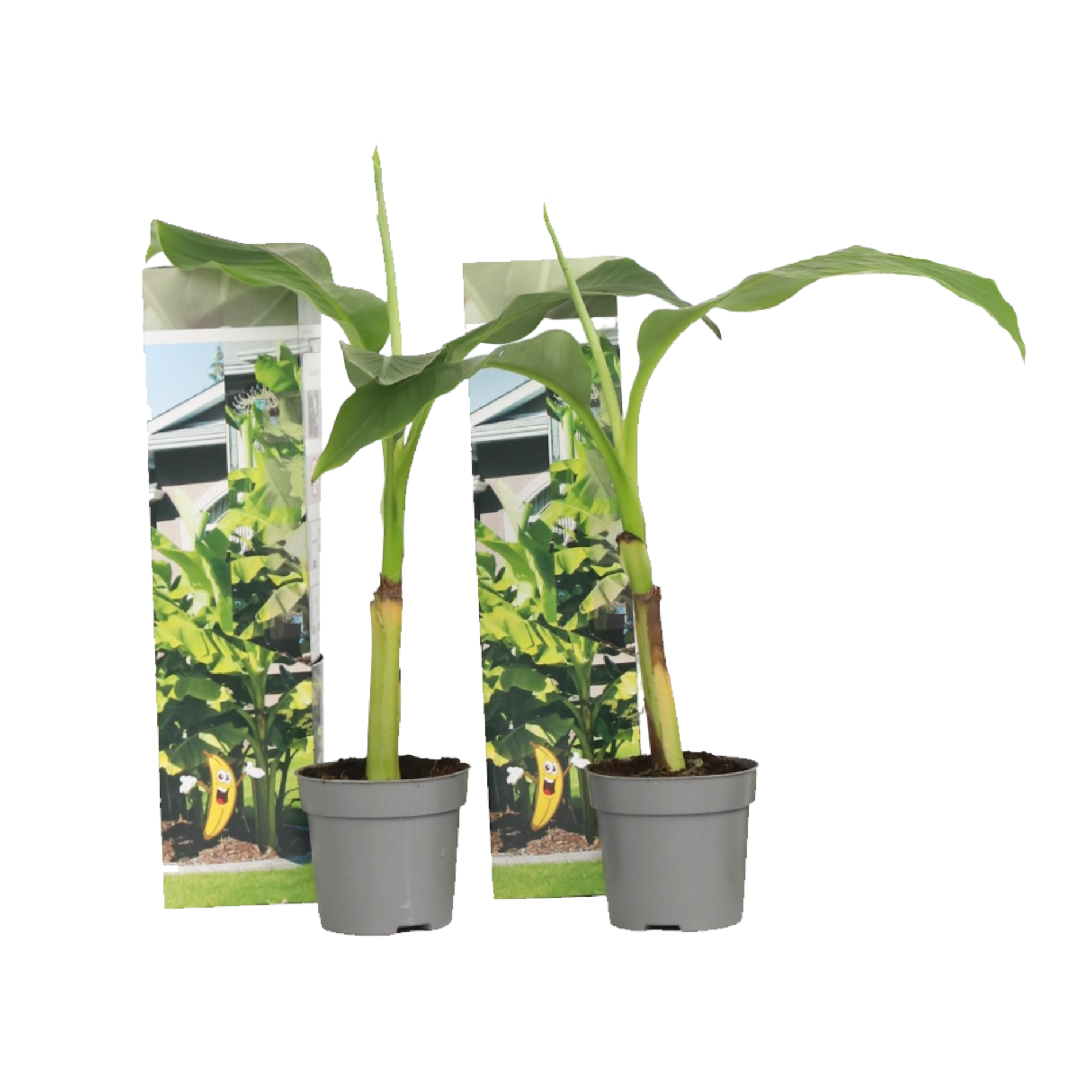 Bananenplant - Set van 2 - Musa basjoo - Hoogte 25-40cm -⌀9cm afbeelding