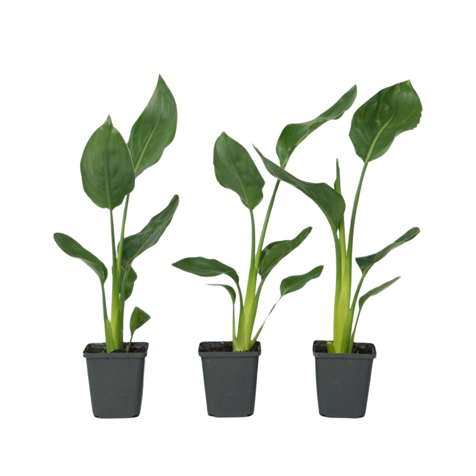 Paradijsvogelbloem - Set van 3 - Strelitzia reginea - Hoogte 25-40cm -⌀9cm afbeelding