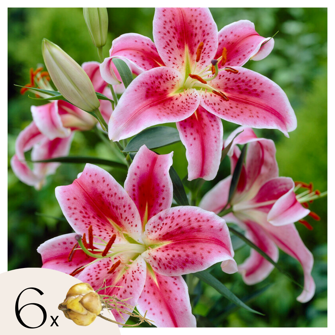 Lelie - Set van 6 - Lilium orientalis'Stargazer'- Wortelstokken - Roze afbeelding